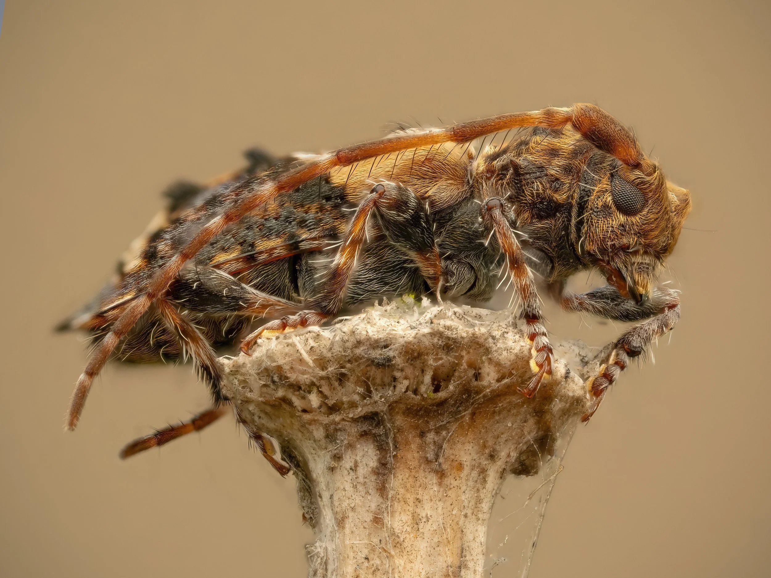 20251113 Harston Lesser Thorn-tipped Longhorn Beetle - Pogonocherus hispidus.jpg