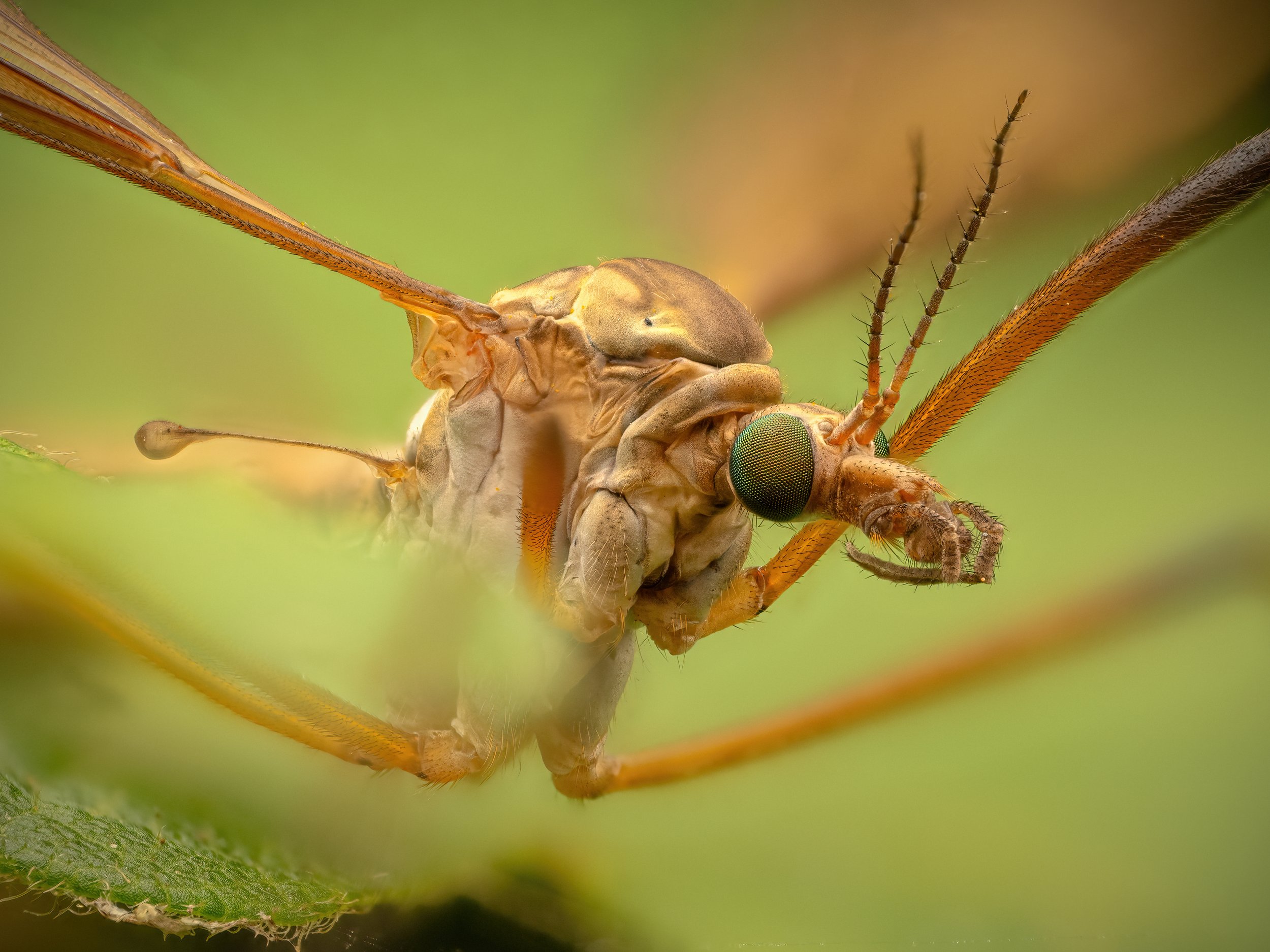20250921 Monks Wood European Crane Fly - Tipula paludosa 2.jpg