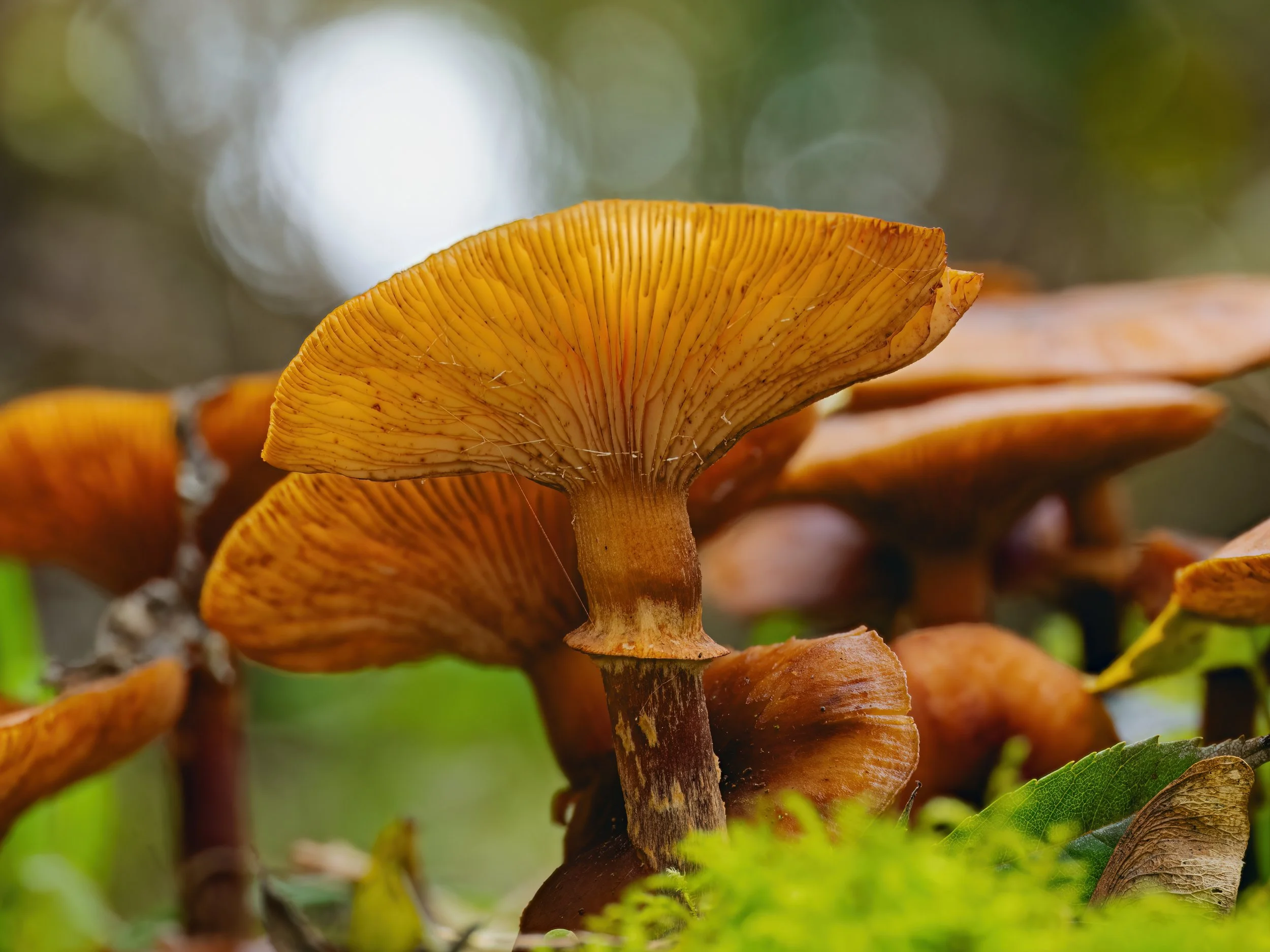 Monks Wood, 2025/10/25