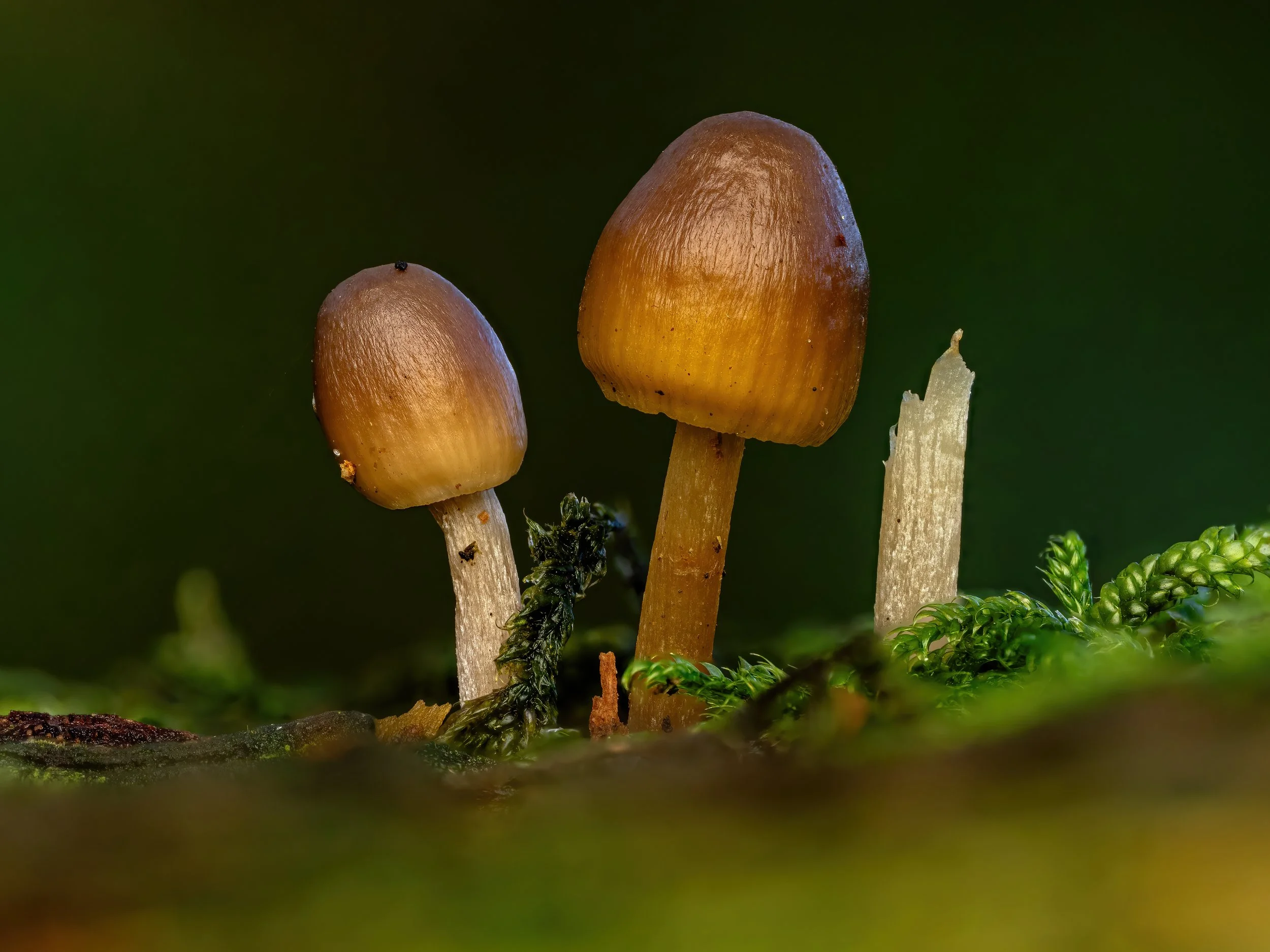 Hayley Woods, 2025/11/01