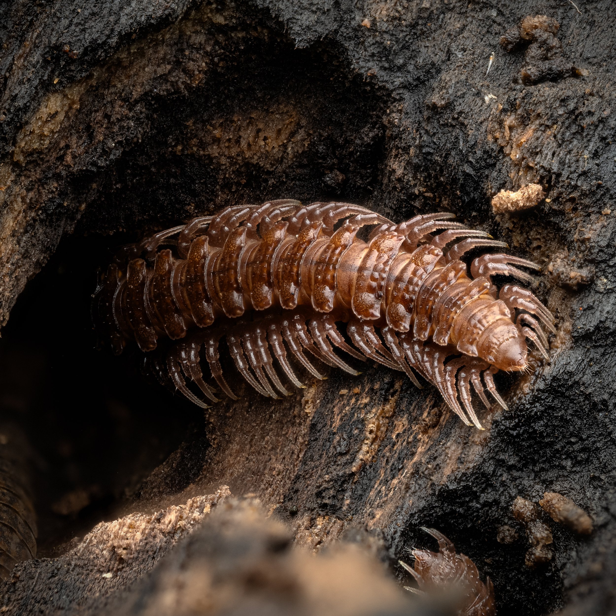 St Neots, 2025/12/29