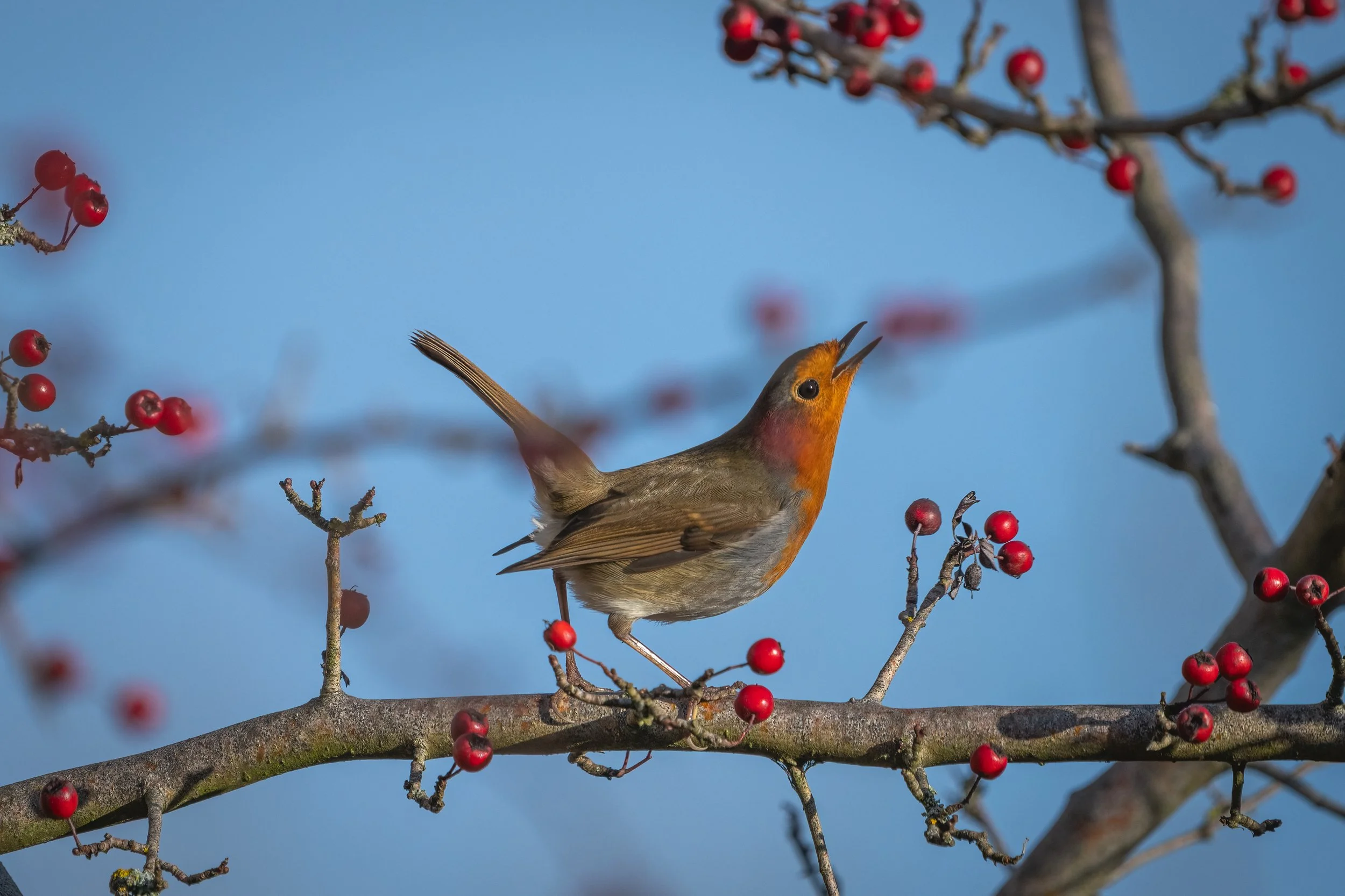 RSPB Fowlmere, 2026/01/14