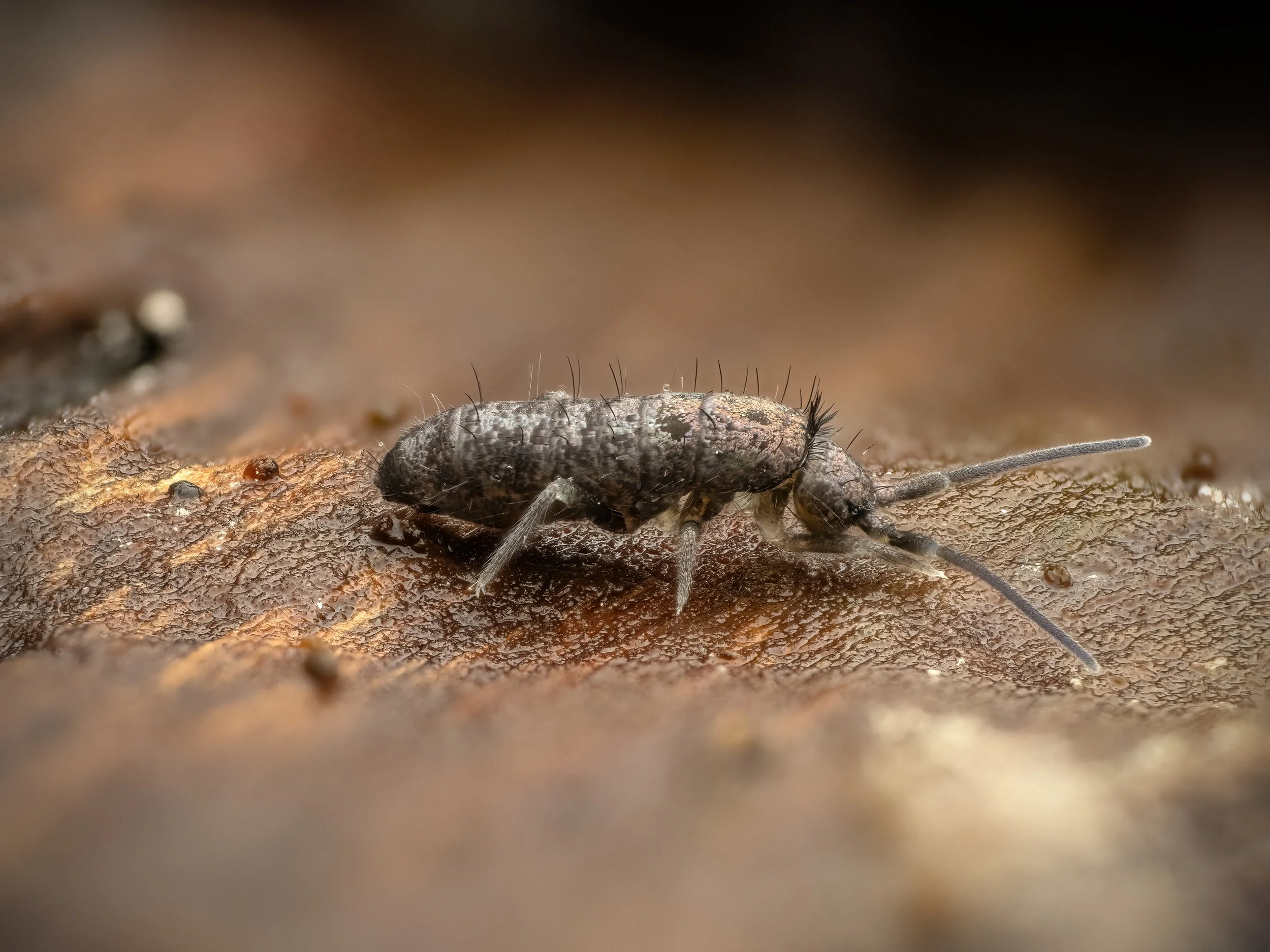 Harston Mill, 2026/01/19