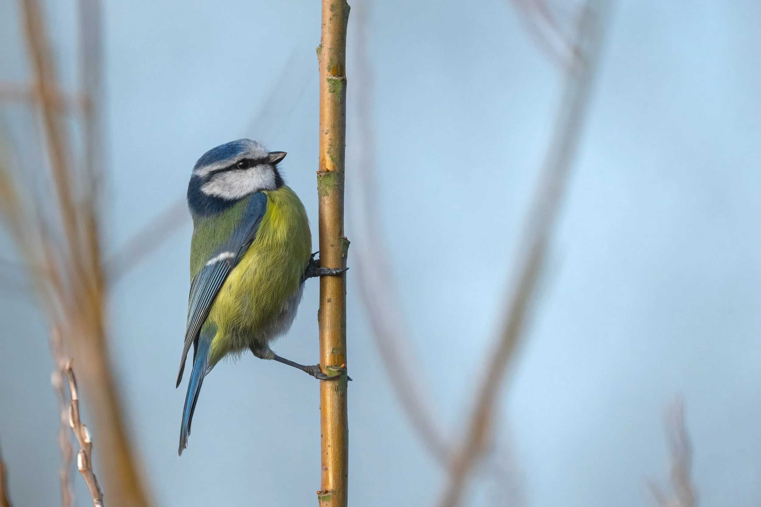 Paxton Pits, 2026/01/24