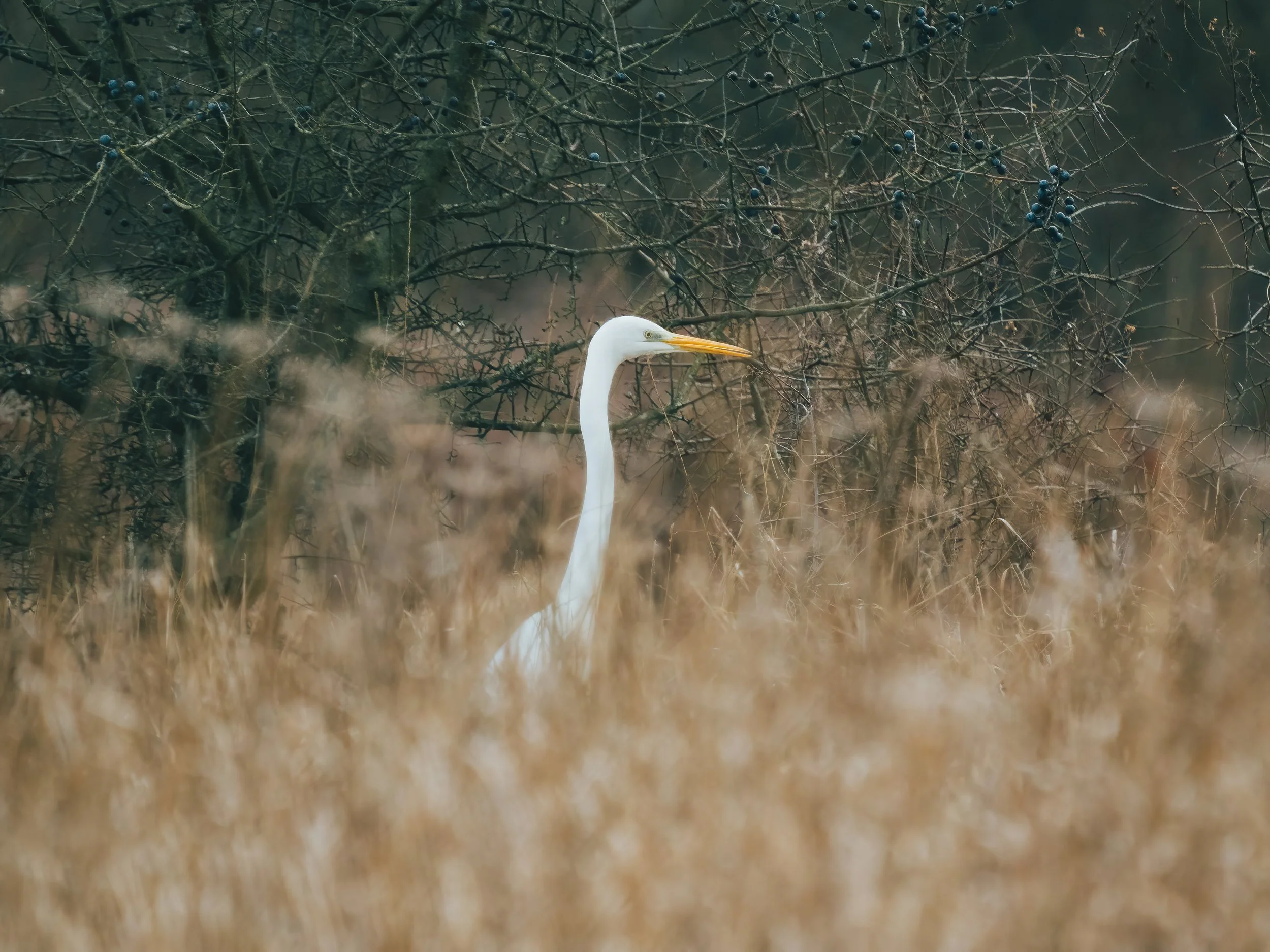 Paxton Pits, 2026/01/31