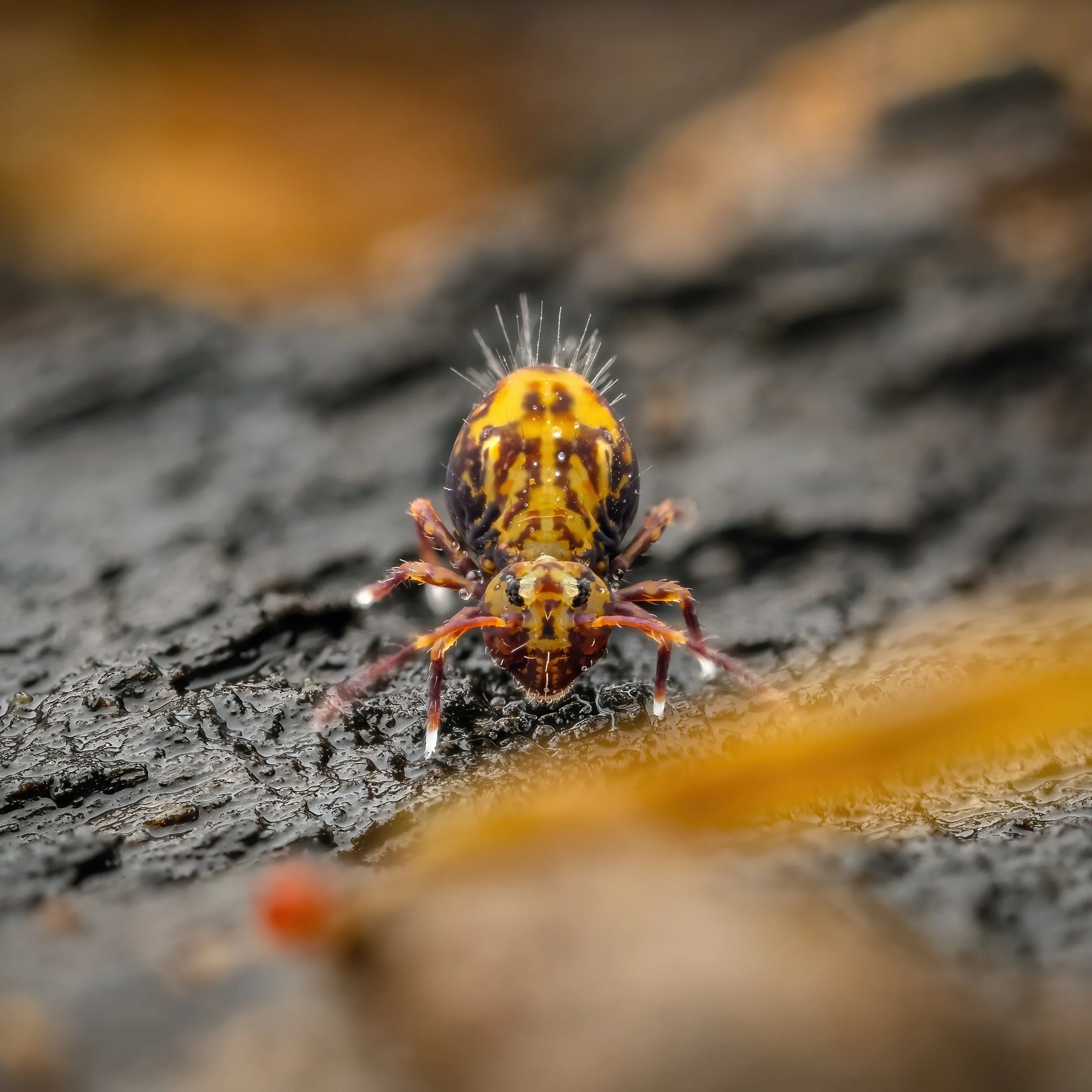 St Neots, 2026/02/08