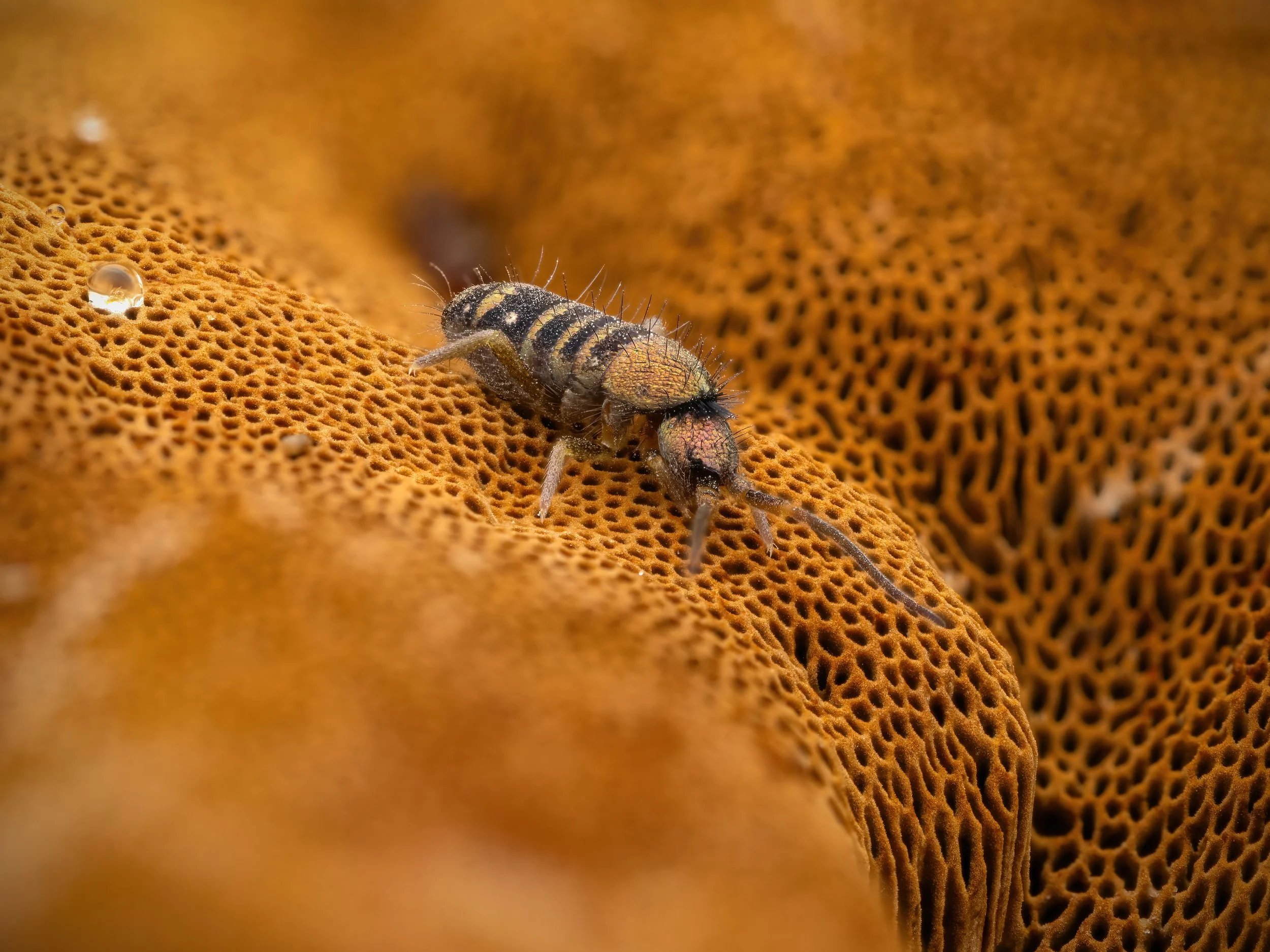 Harston Mill, 2026/02/10