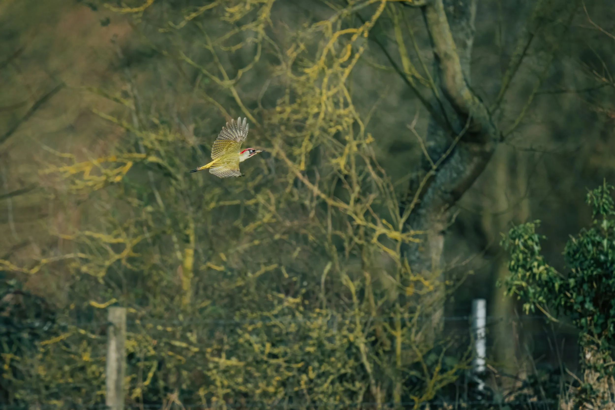 Houghton Mill, 2026/02/22