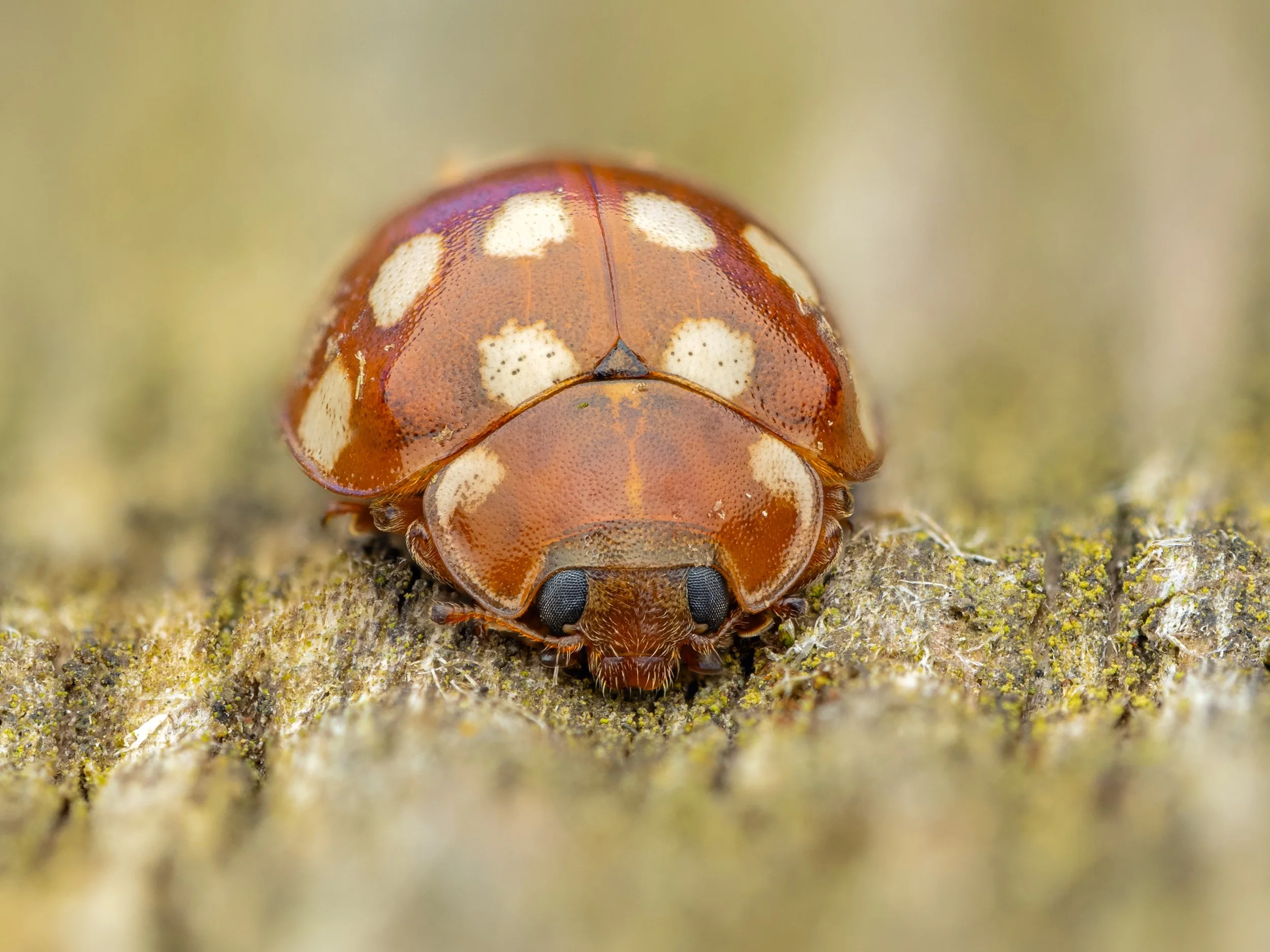 Harston Mill, 2026/02/26
