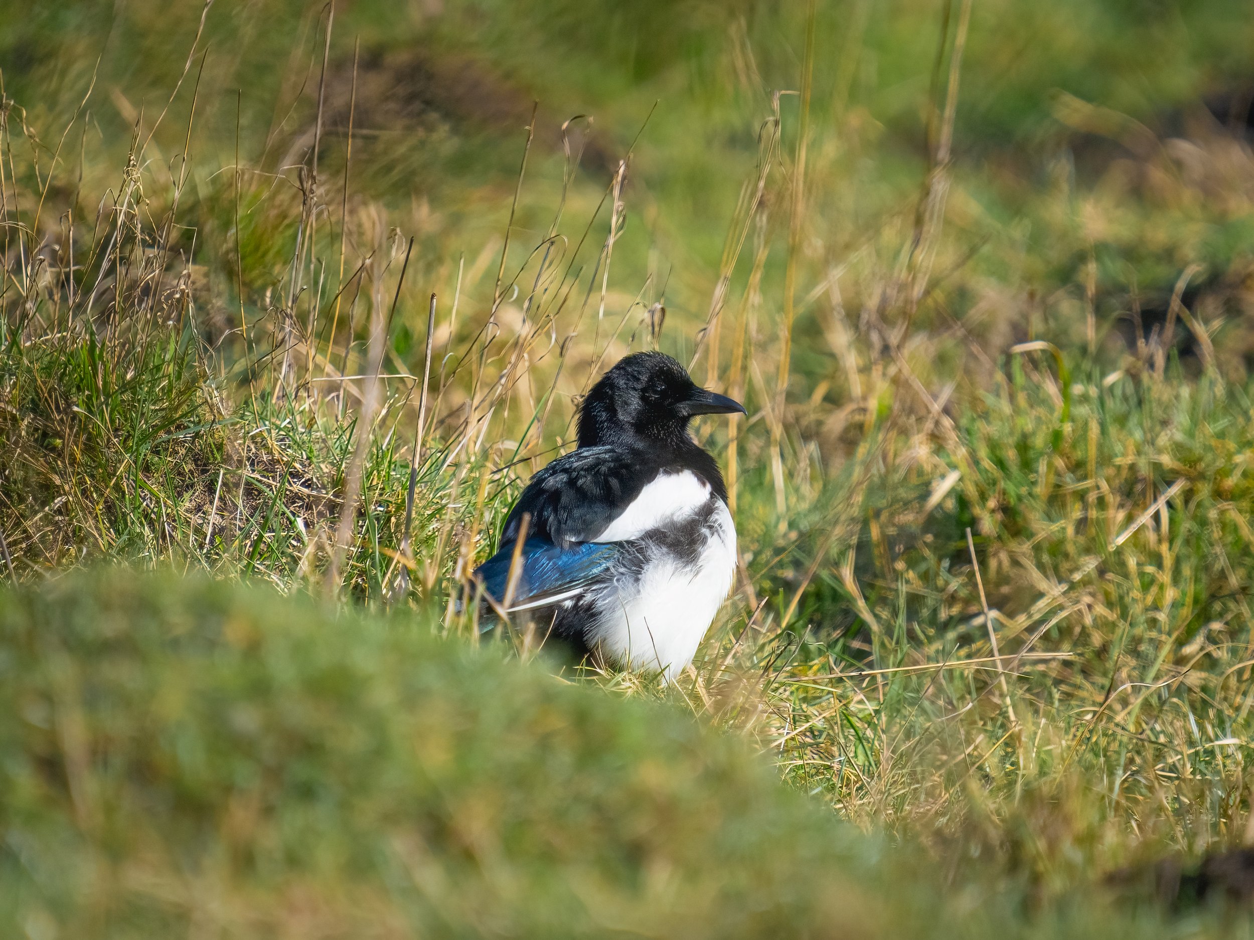 RSPB Fowlmere, 2026/03/06