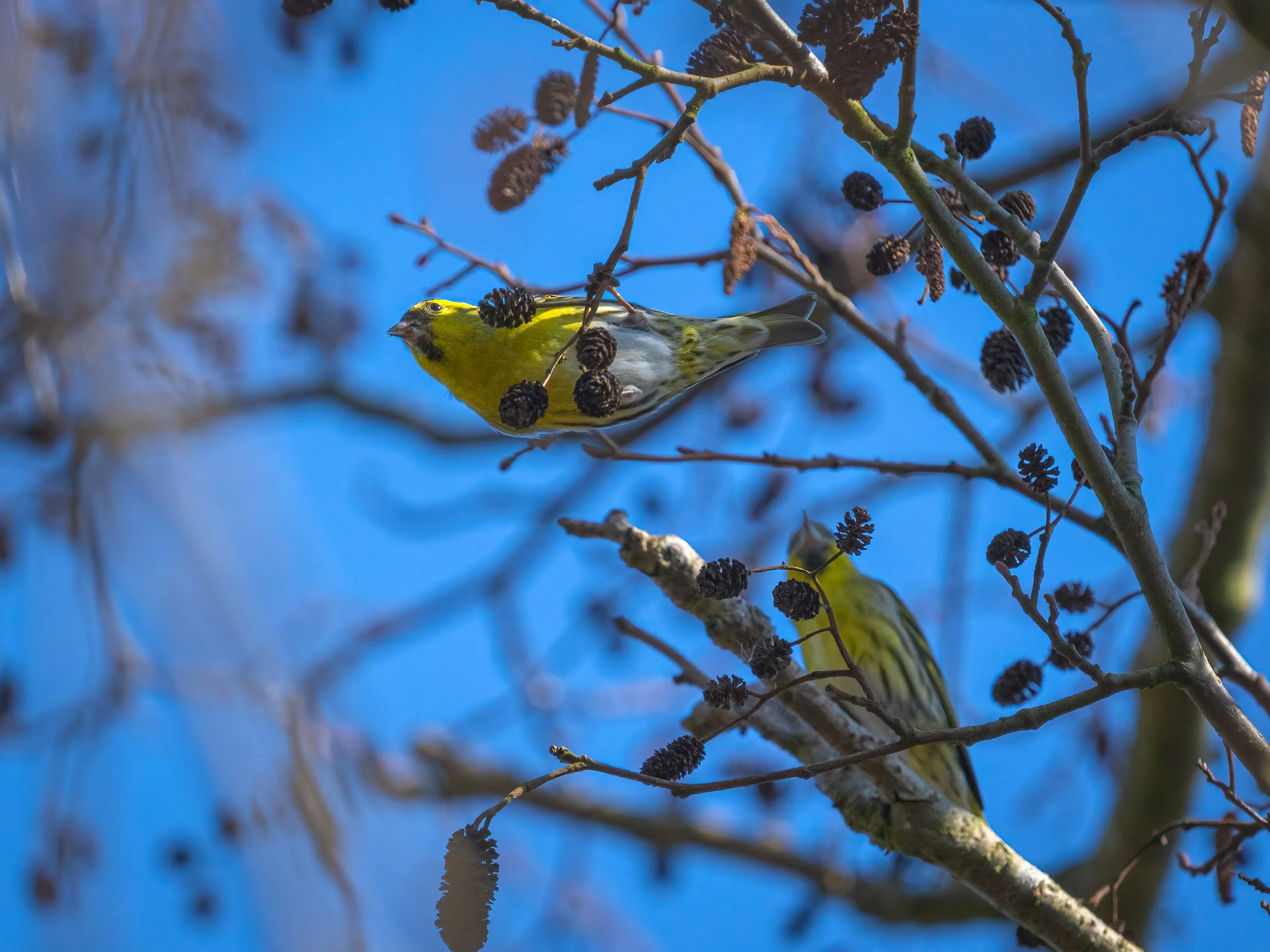 RSPB Fowlmere, 2026/03/19