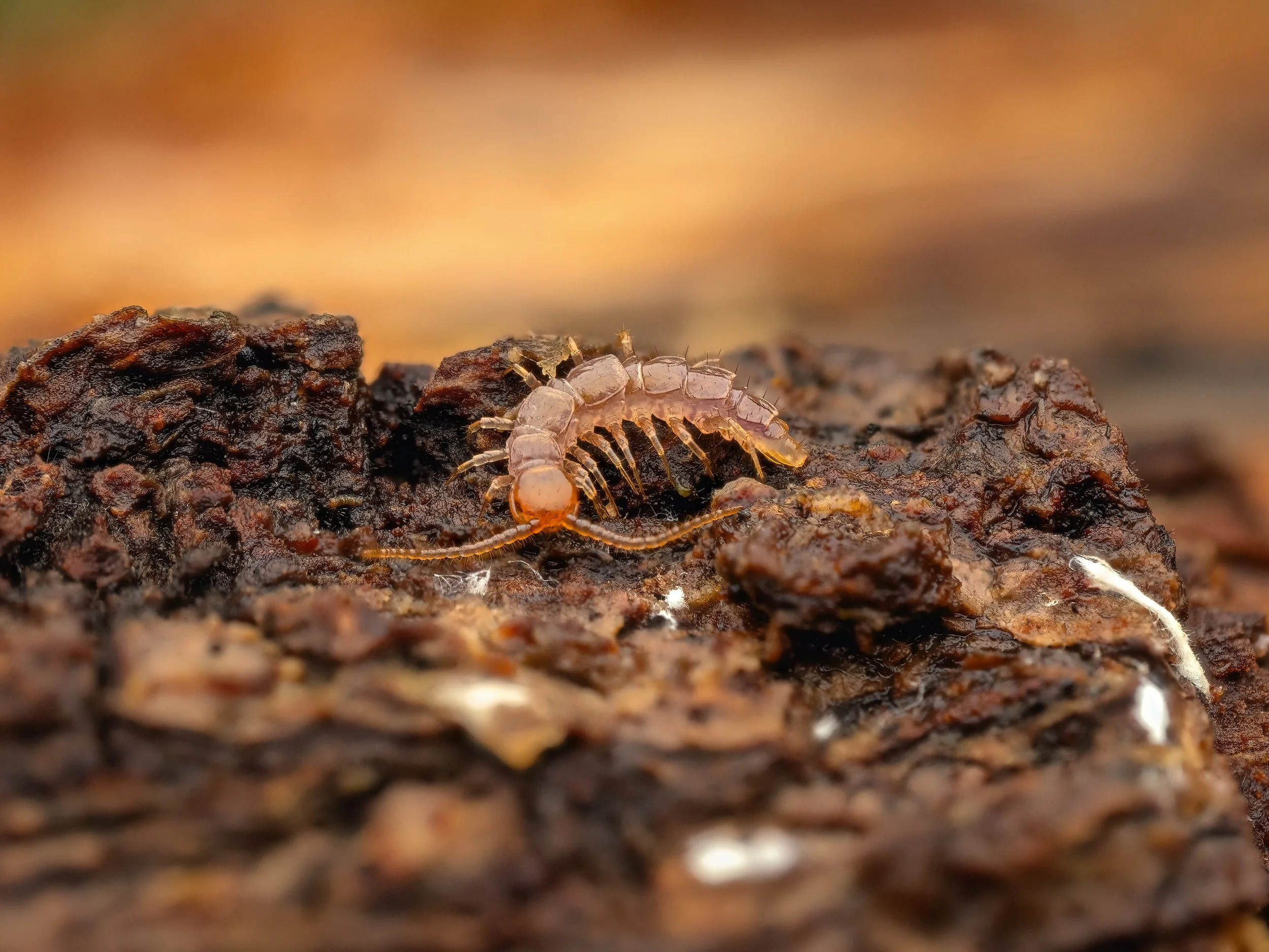 Brown Centipede - Lithobius forficatus 2.jpg