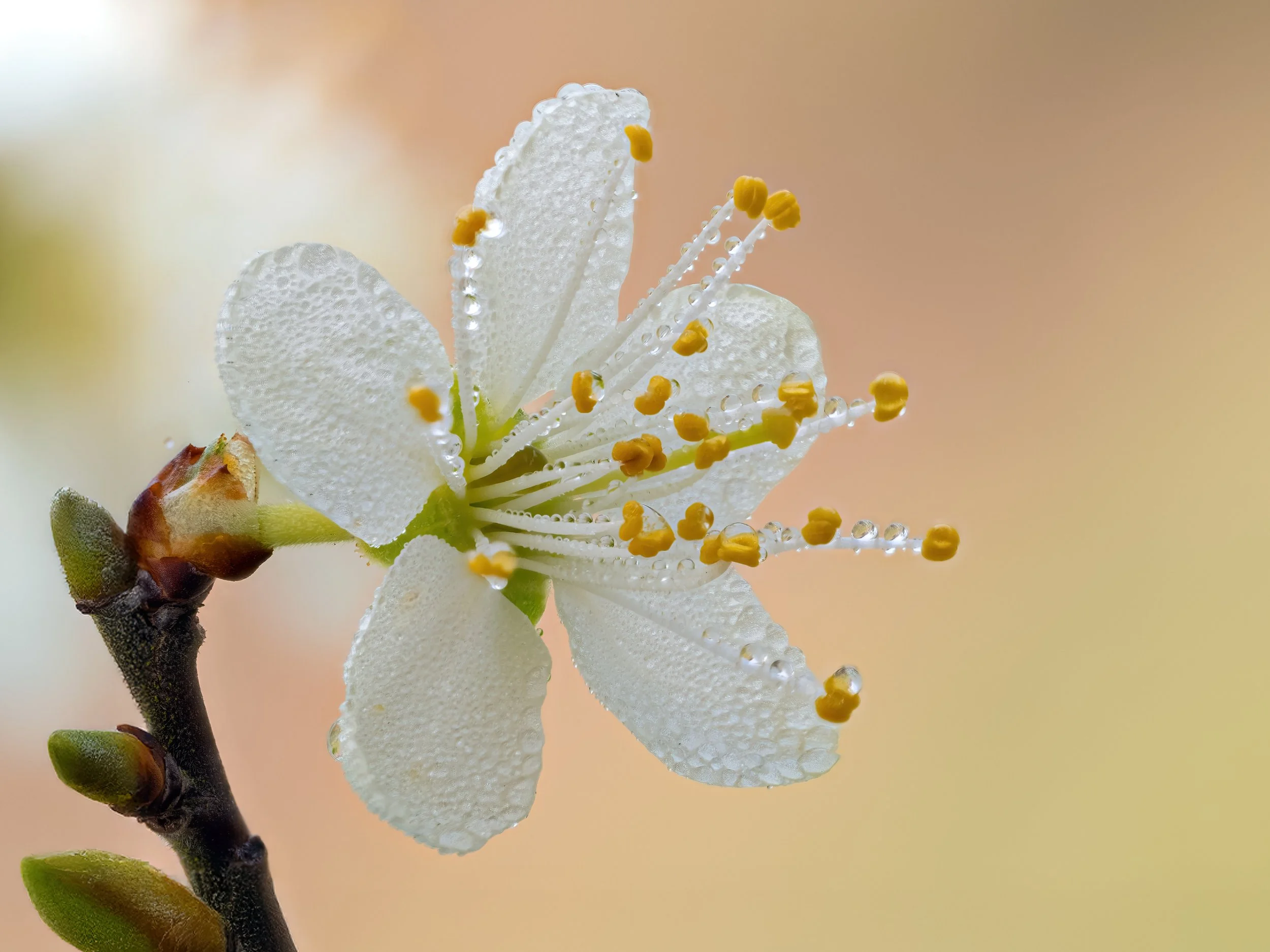 Gamlingay Wood, 2026/03/21