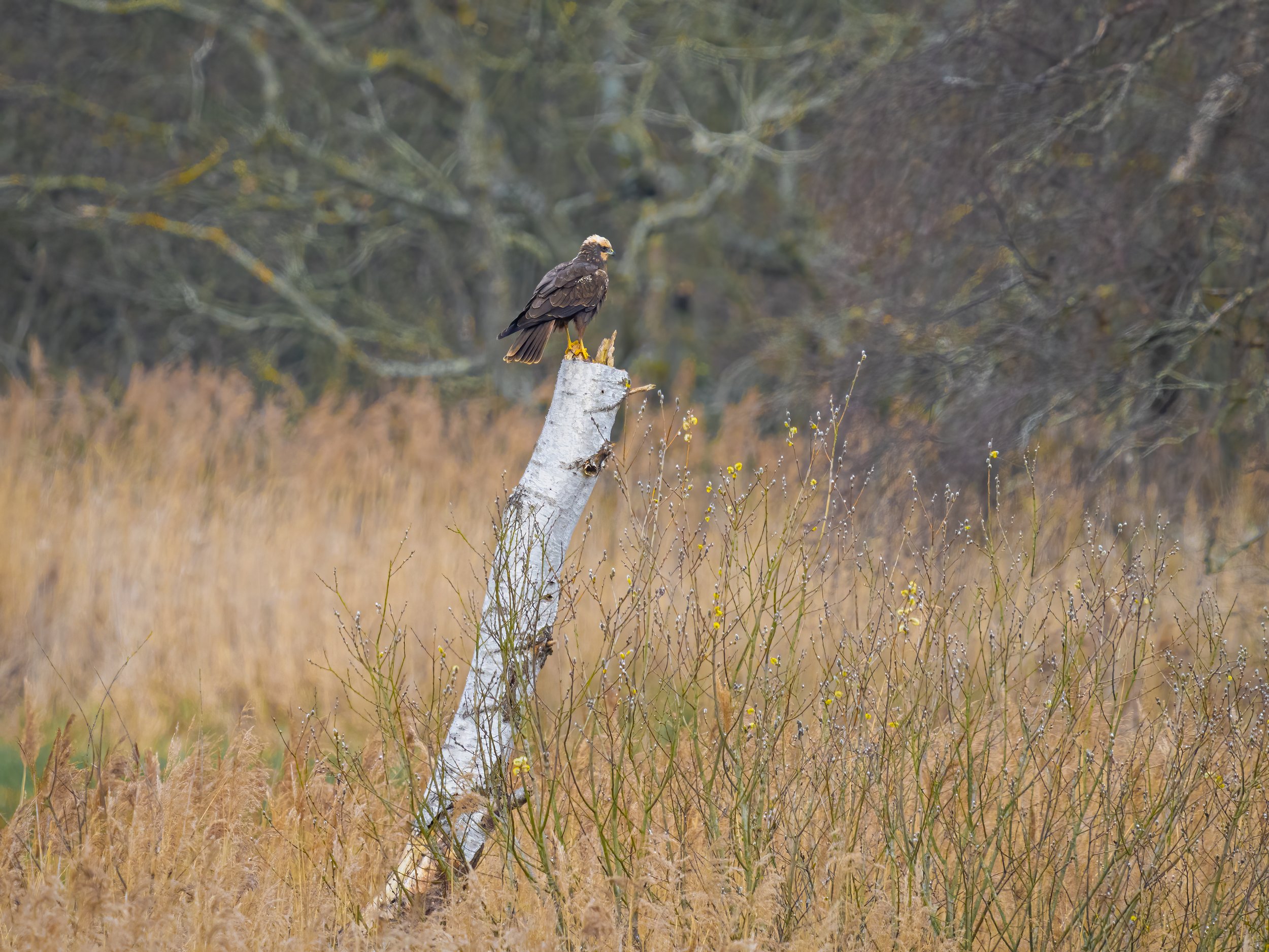 Woodwalton Fen, 2026/03/22