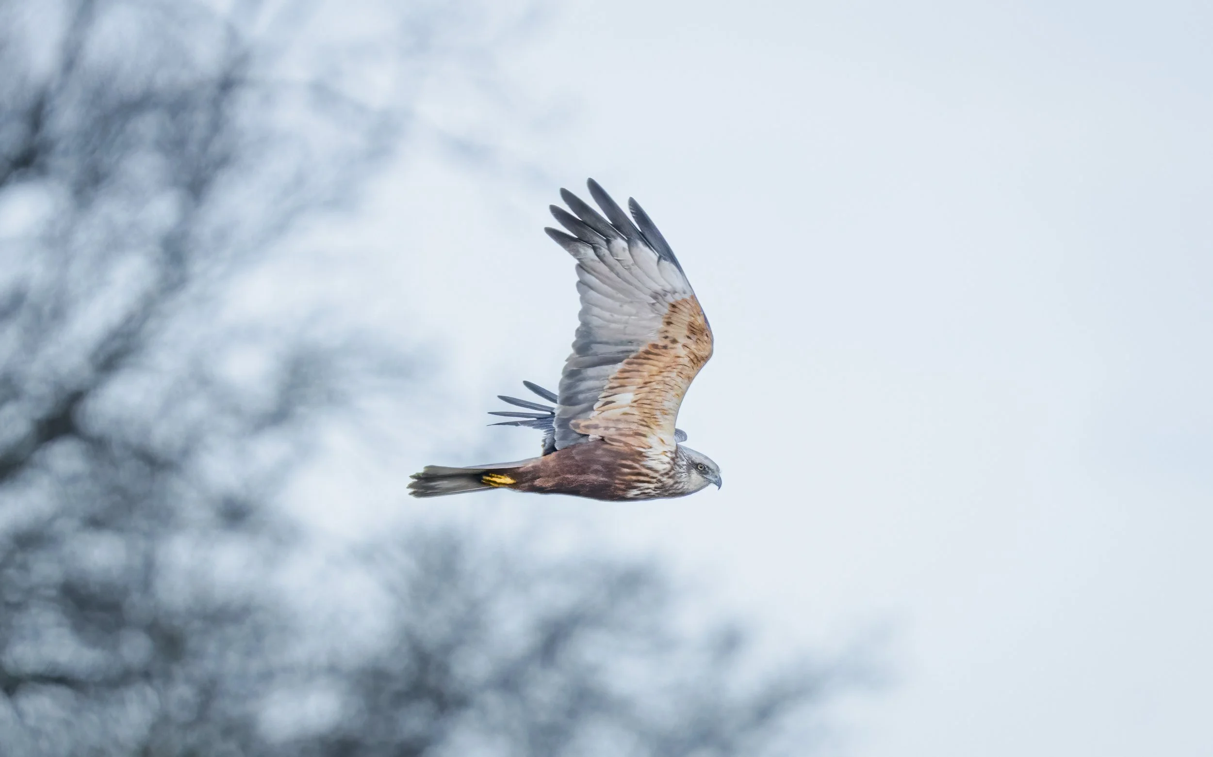 Woodwalton Fen, 2026/03/26
