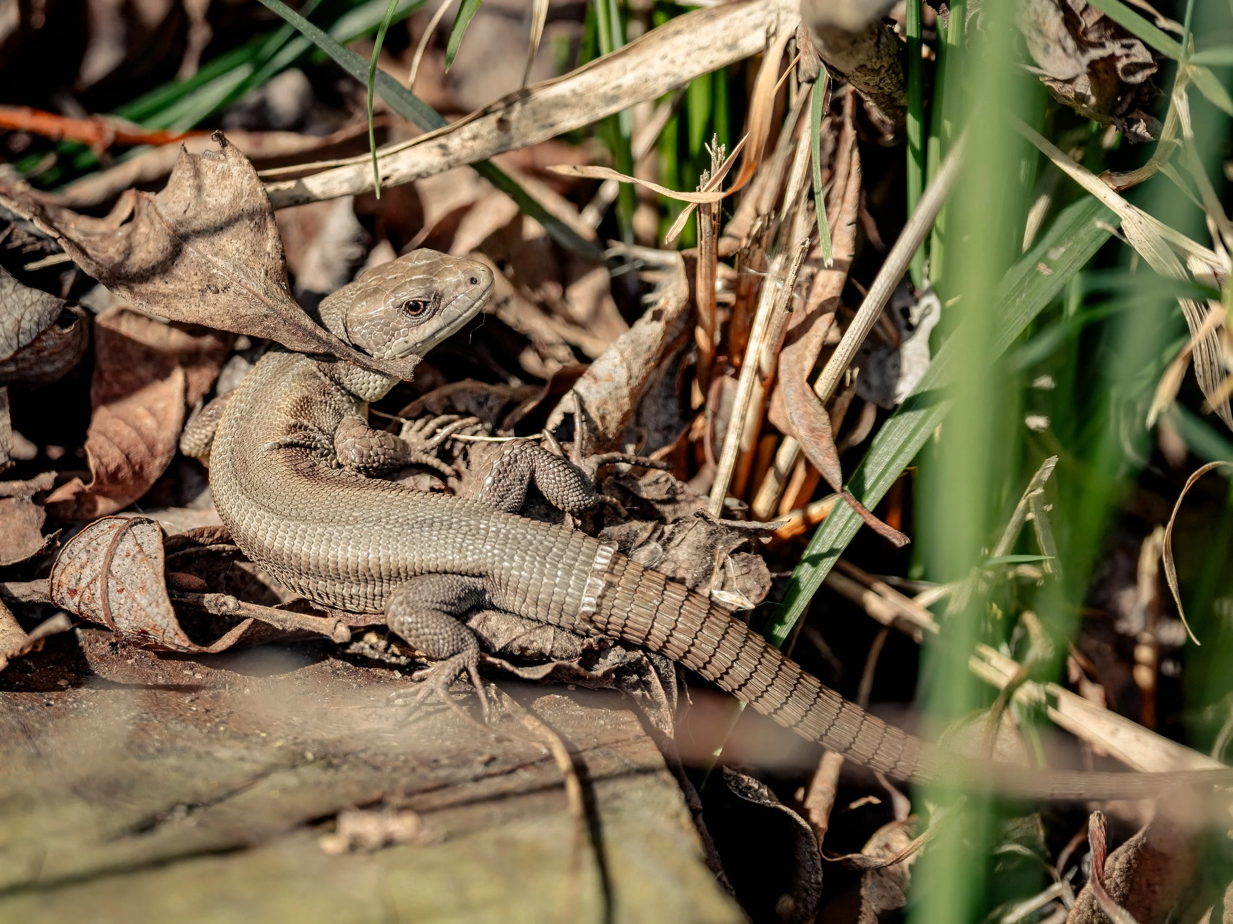 RSPB Fowlmere, 2026/04/02