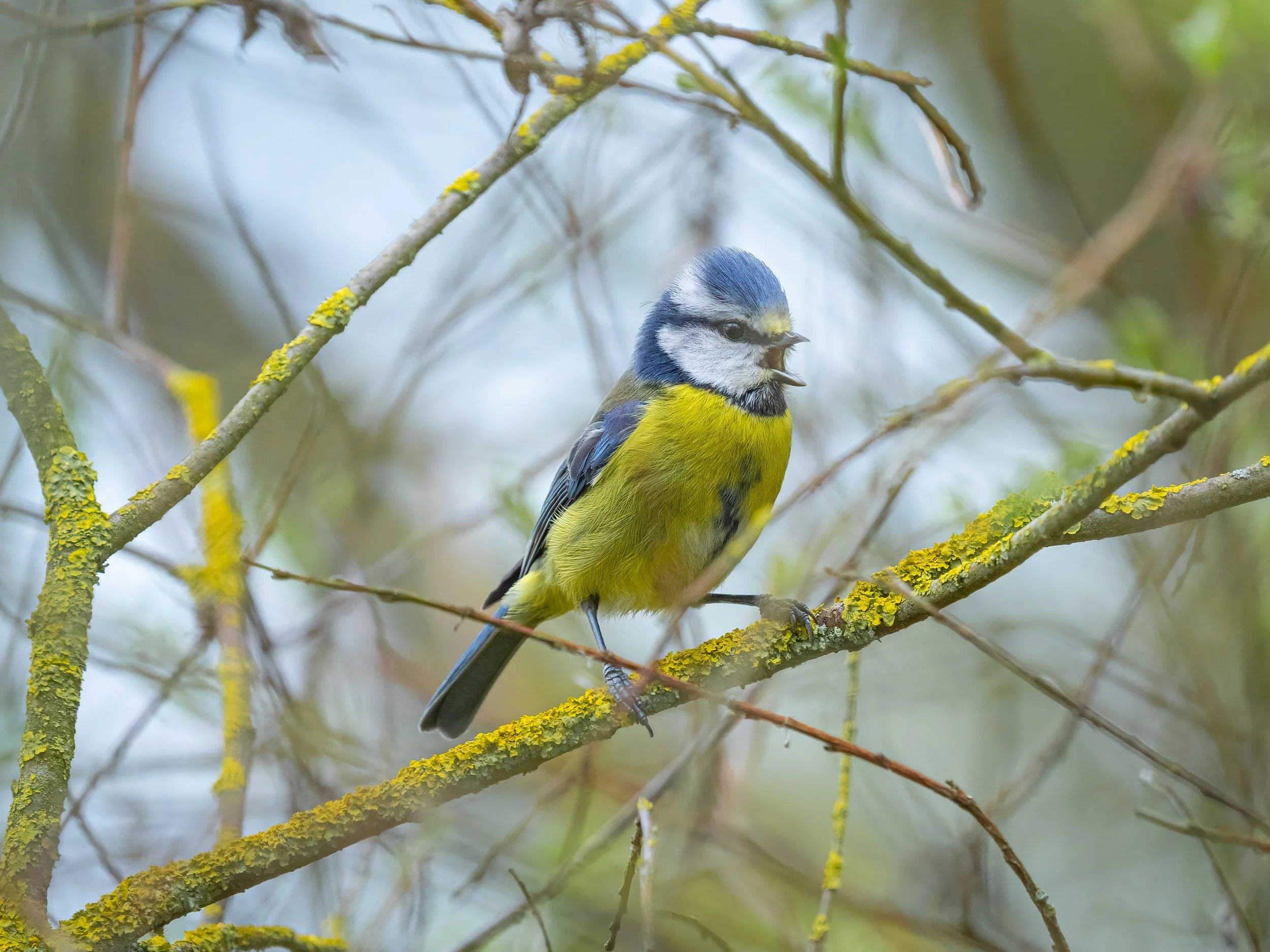 Fen Drayton Lakes, 2026/04/03