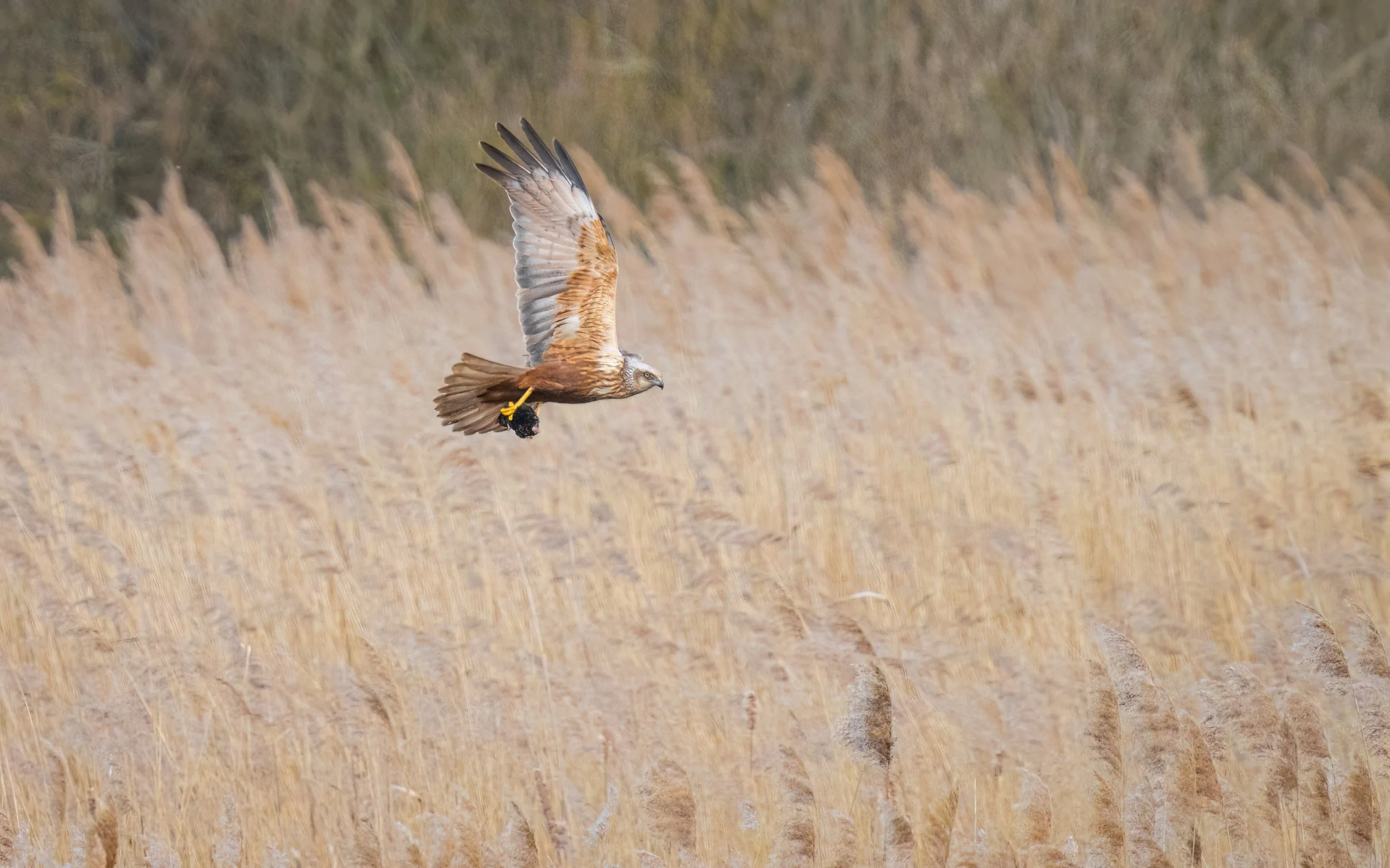 Woodwalton Fen, 2026/04/05