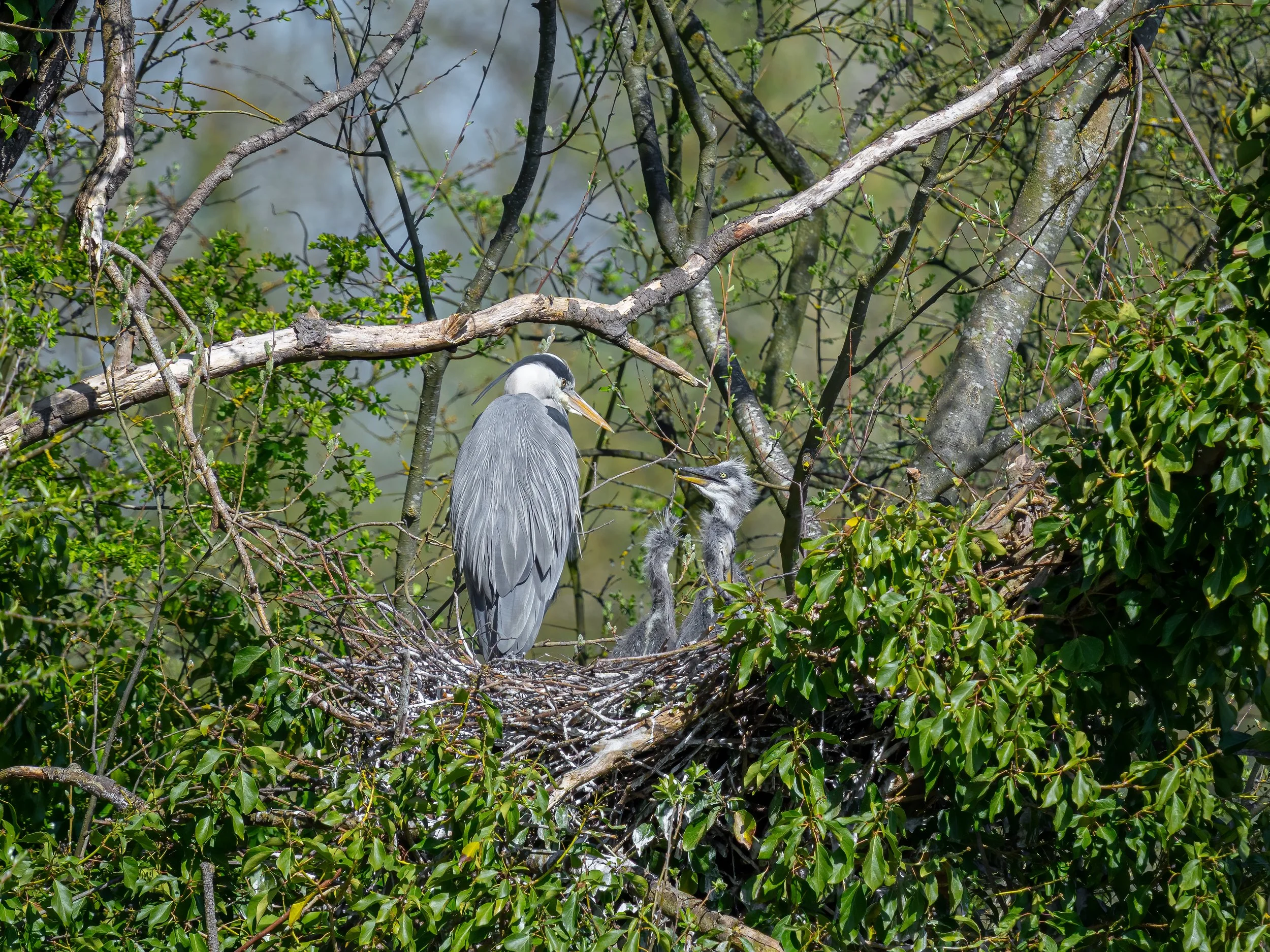 Paxton Pits, 2026/04/06