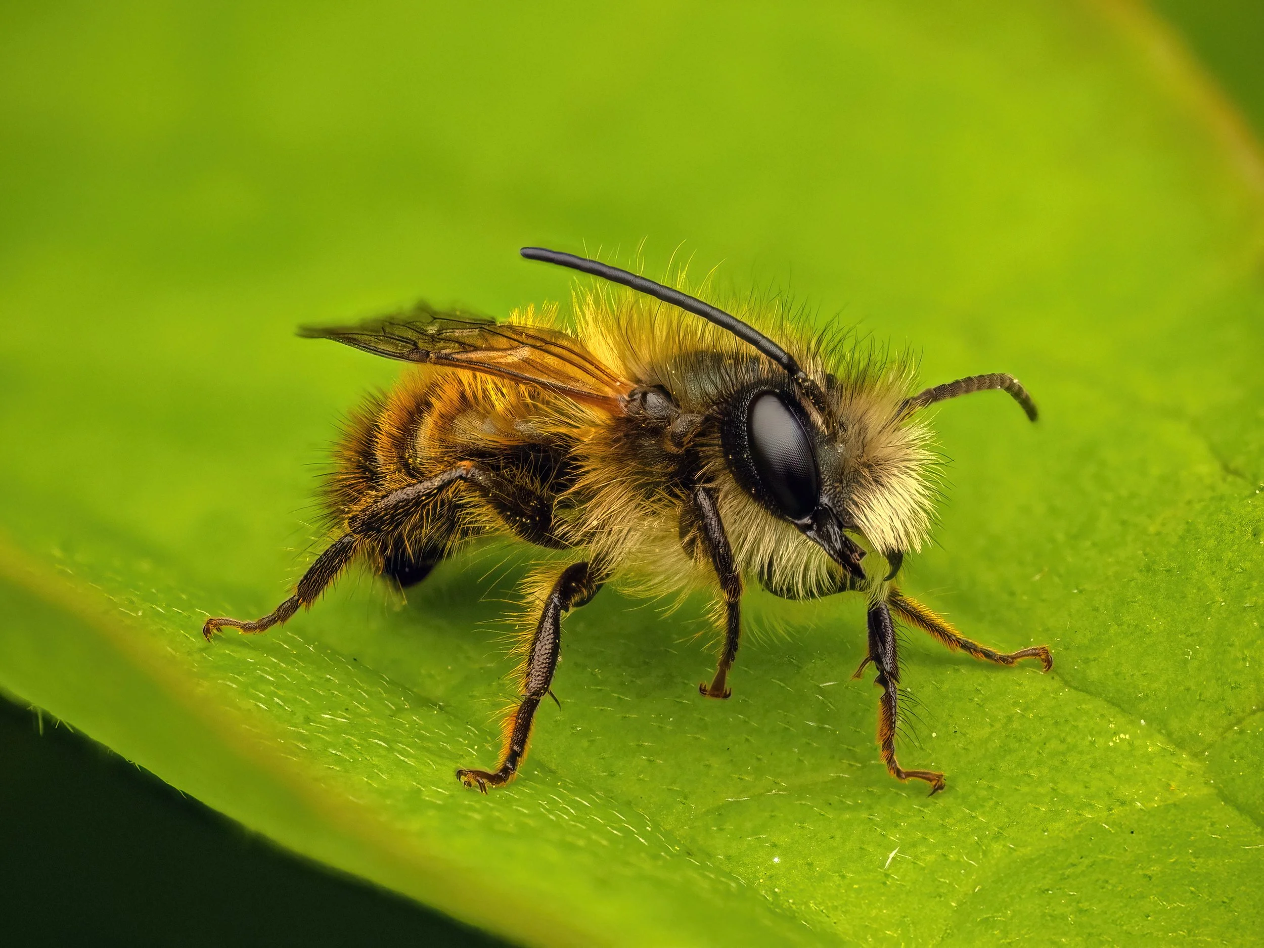Harston Mill, 2026/04/13