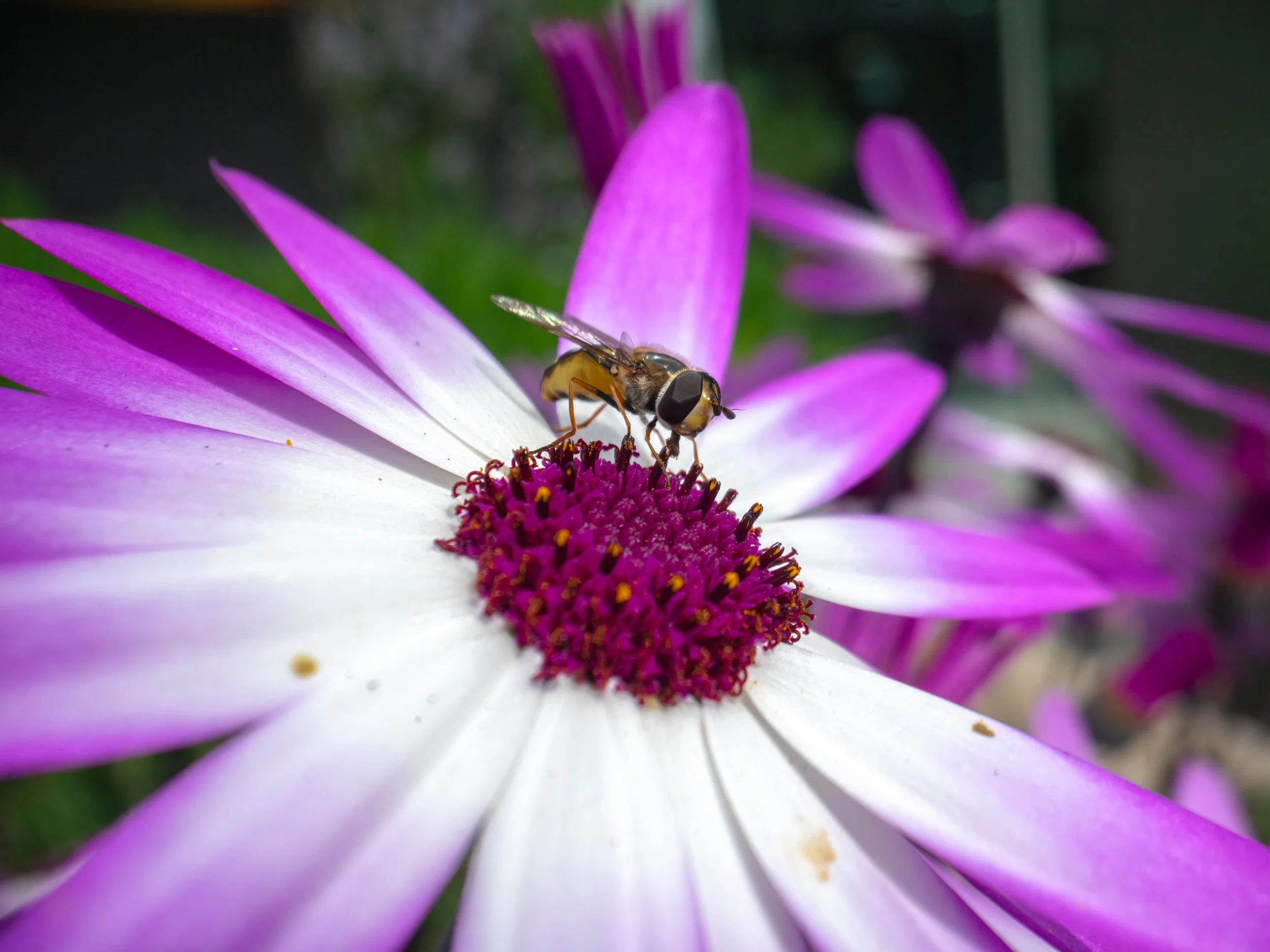 Harston Mill, 2026/04/14