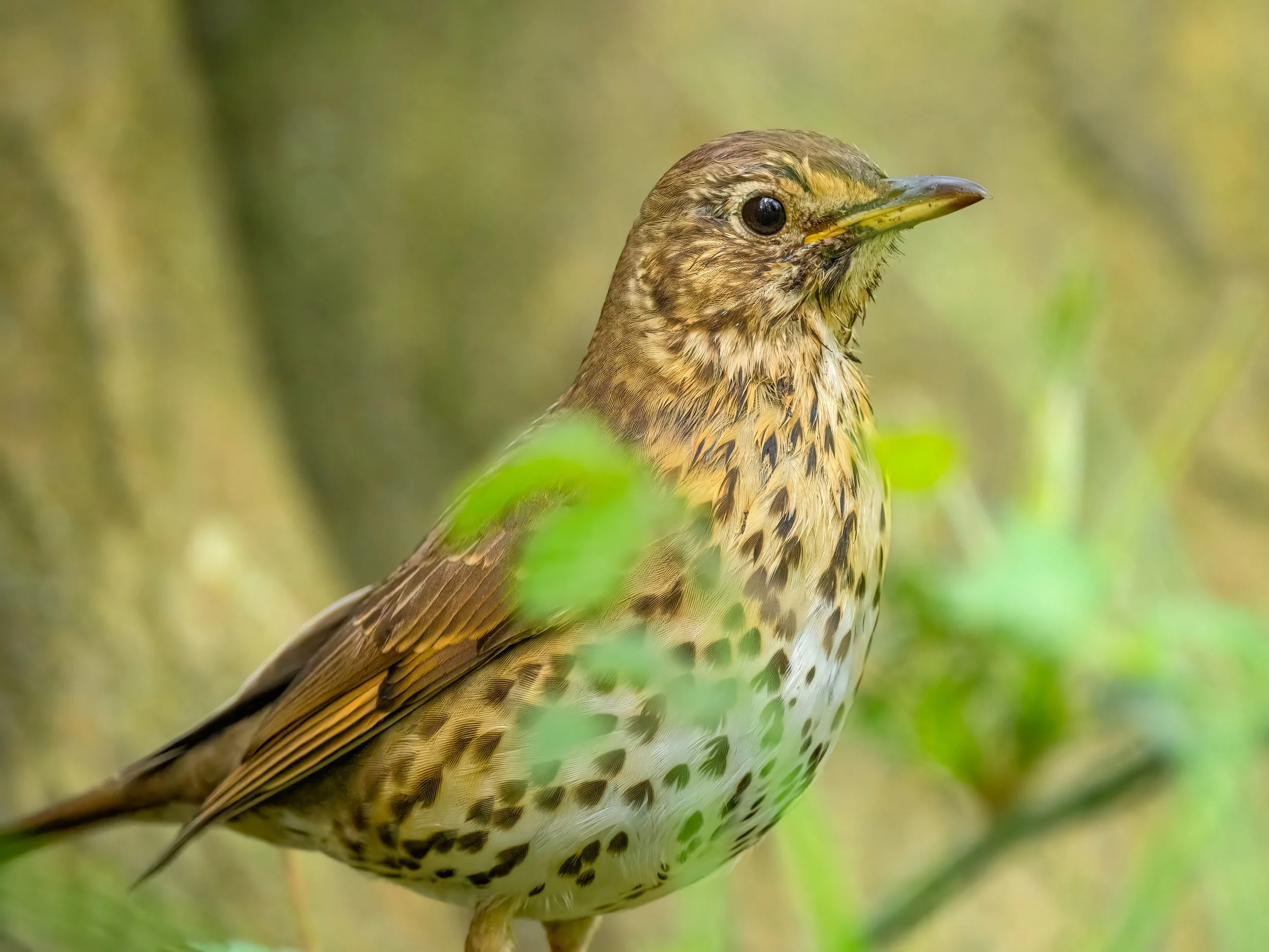 RSPB Fowlmere, 2026/04/16