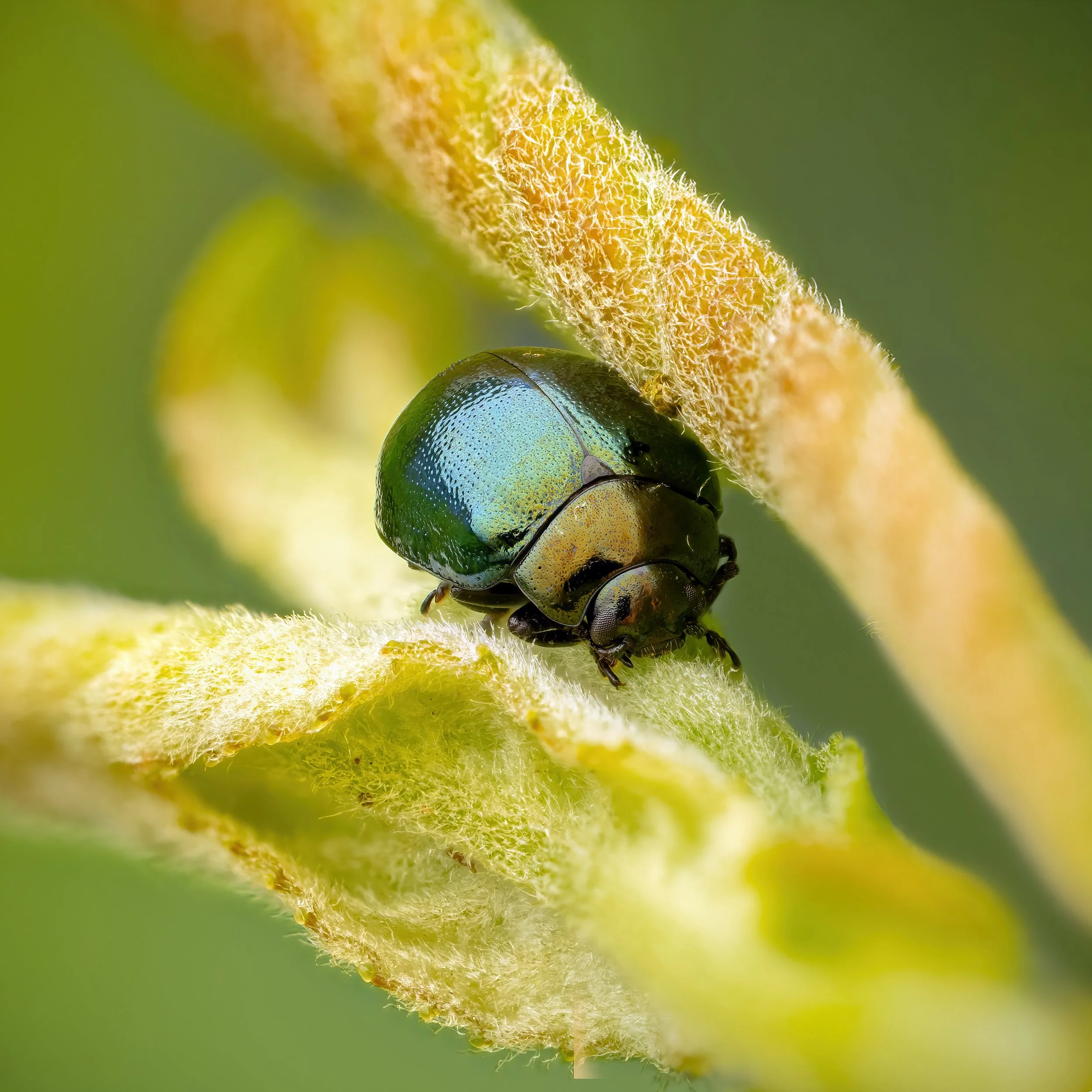 Willow Leaf Beetle - Plagiodera versicolora.jpg
