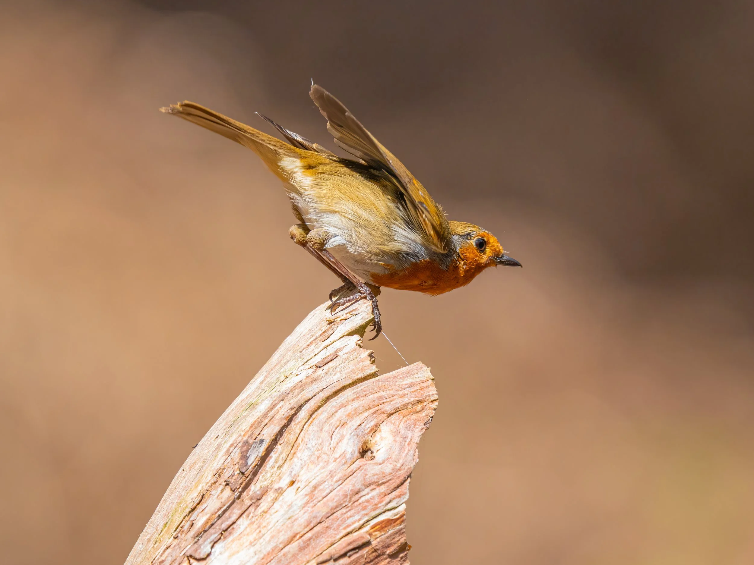 RSPB The Lodge, Sandy, 2026/04/25