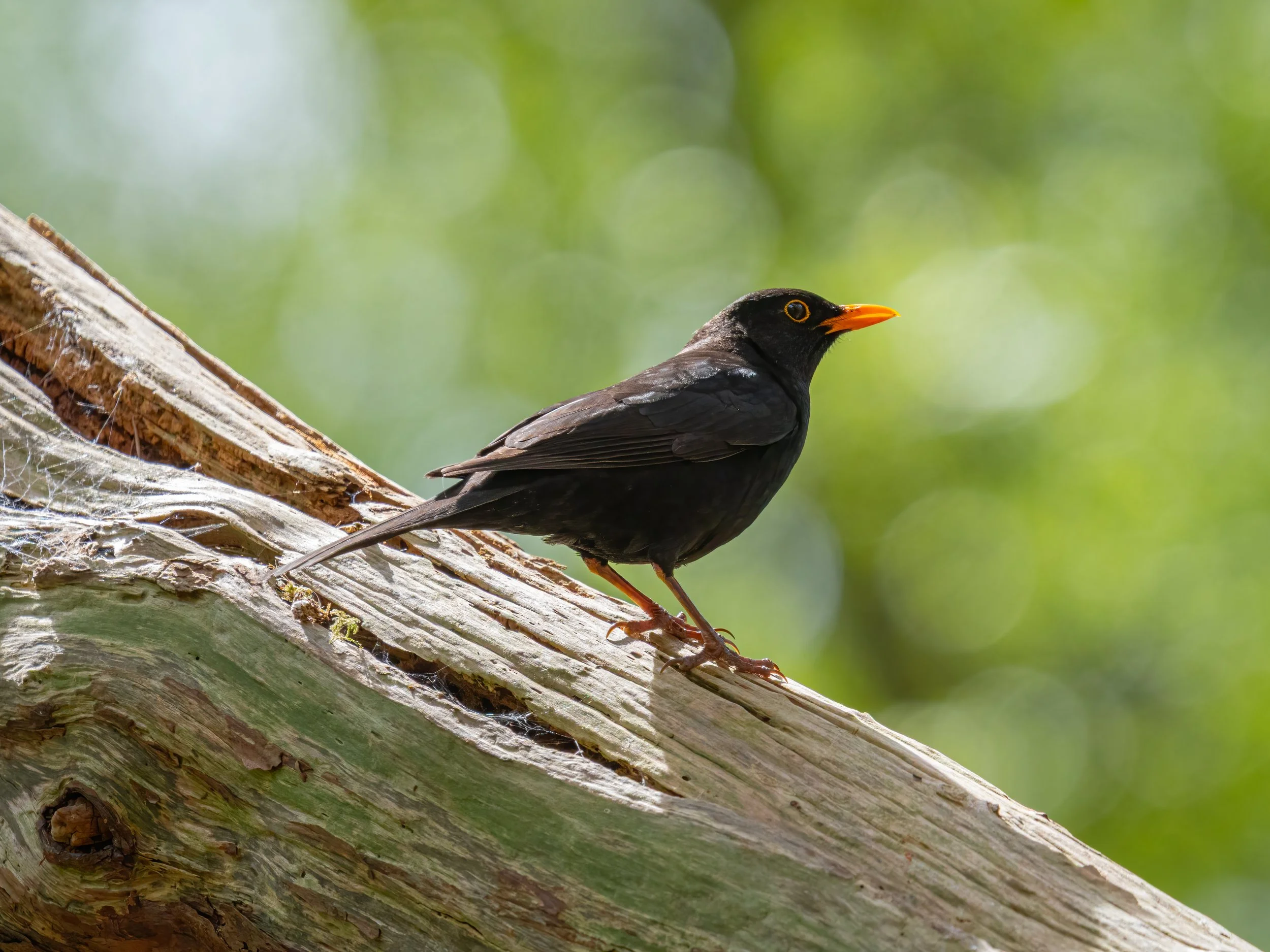 RSPB The Lodge, Sandy, 2026/04/26