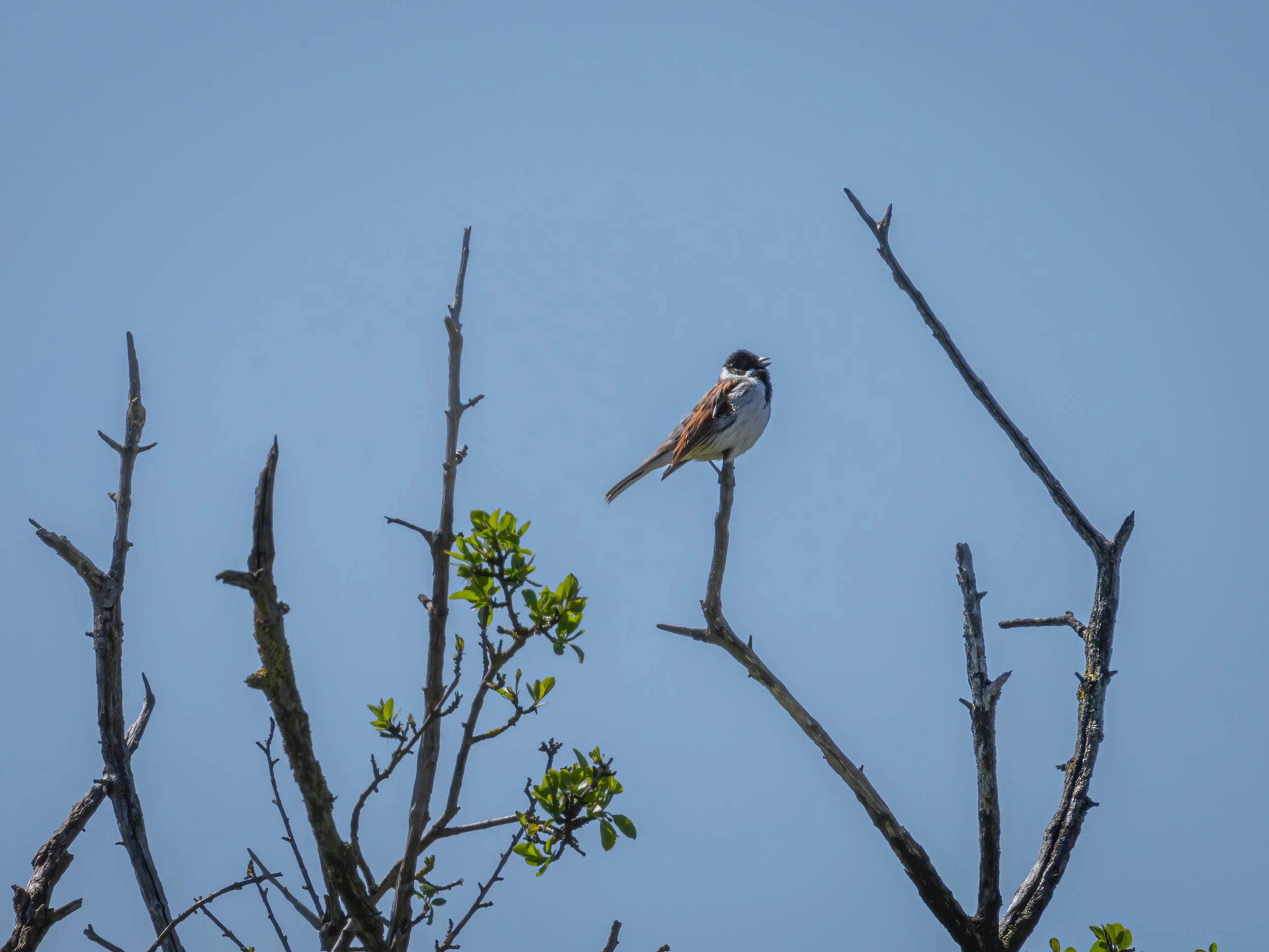 RSPB Fowlmere, 2026/04/29