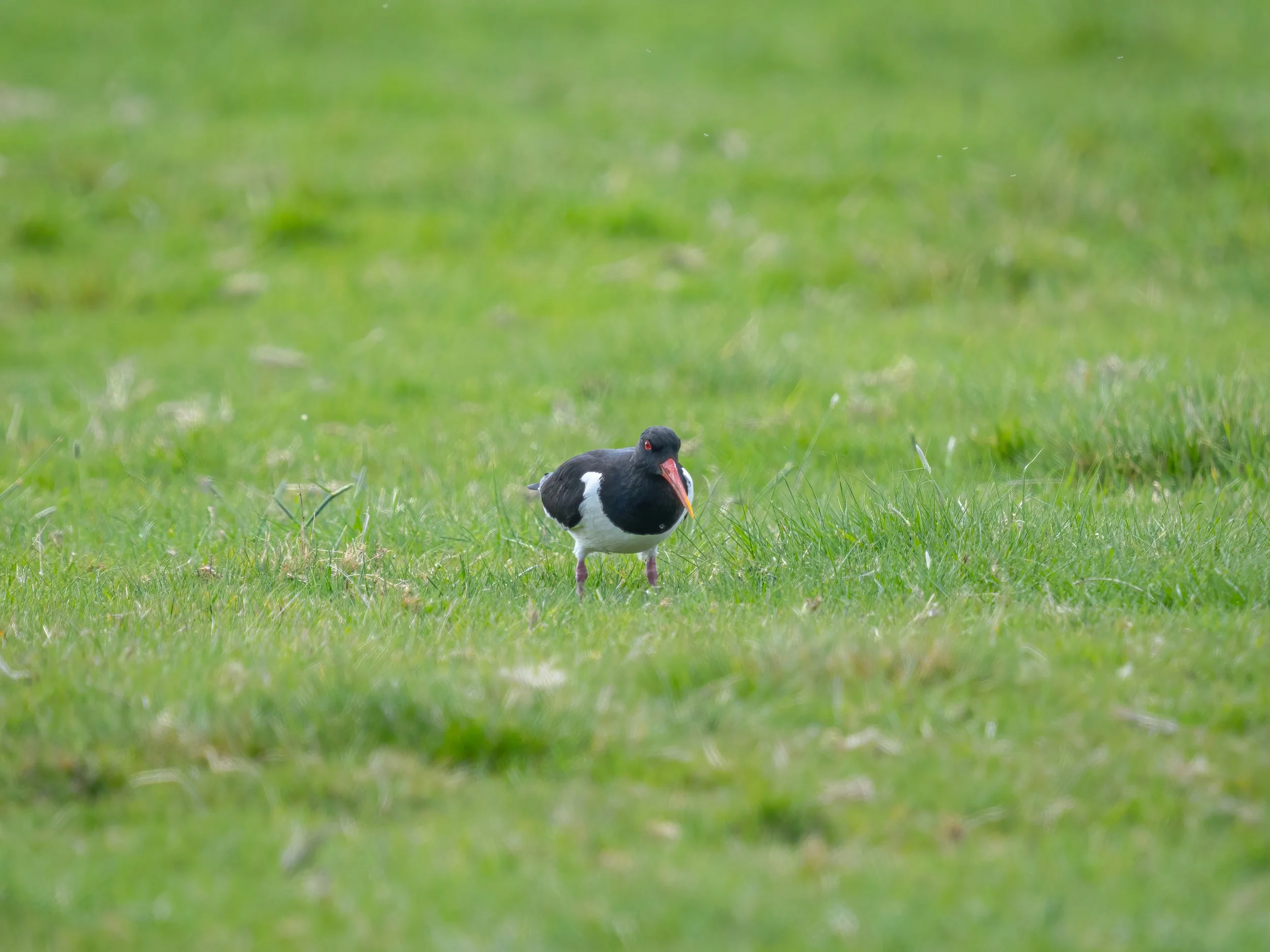 Rutland Water, 2026/05/02