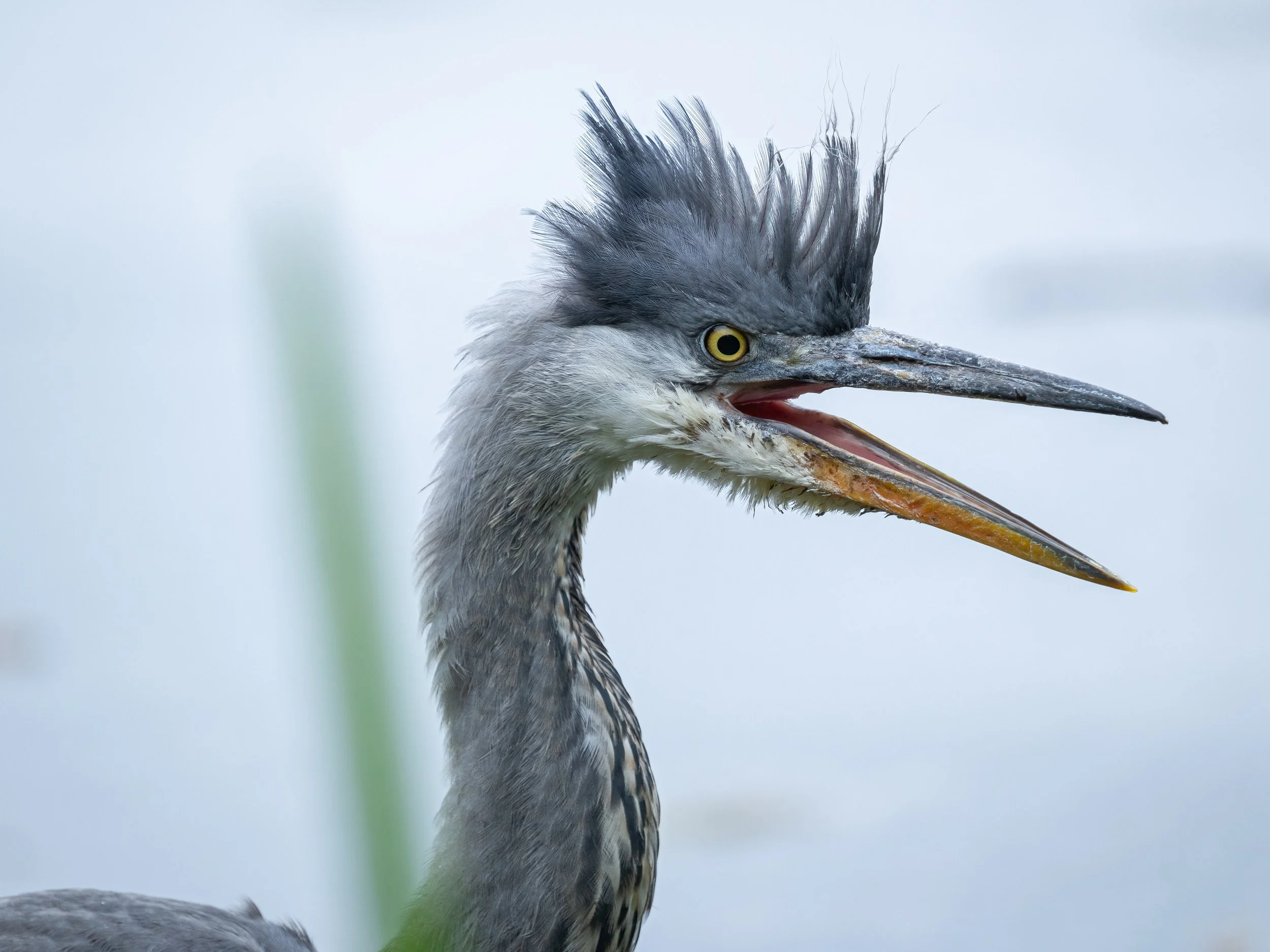 Paxton Pits, 2026/05/16