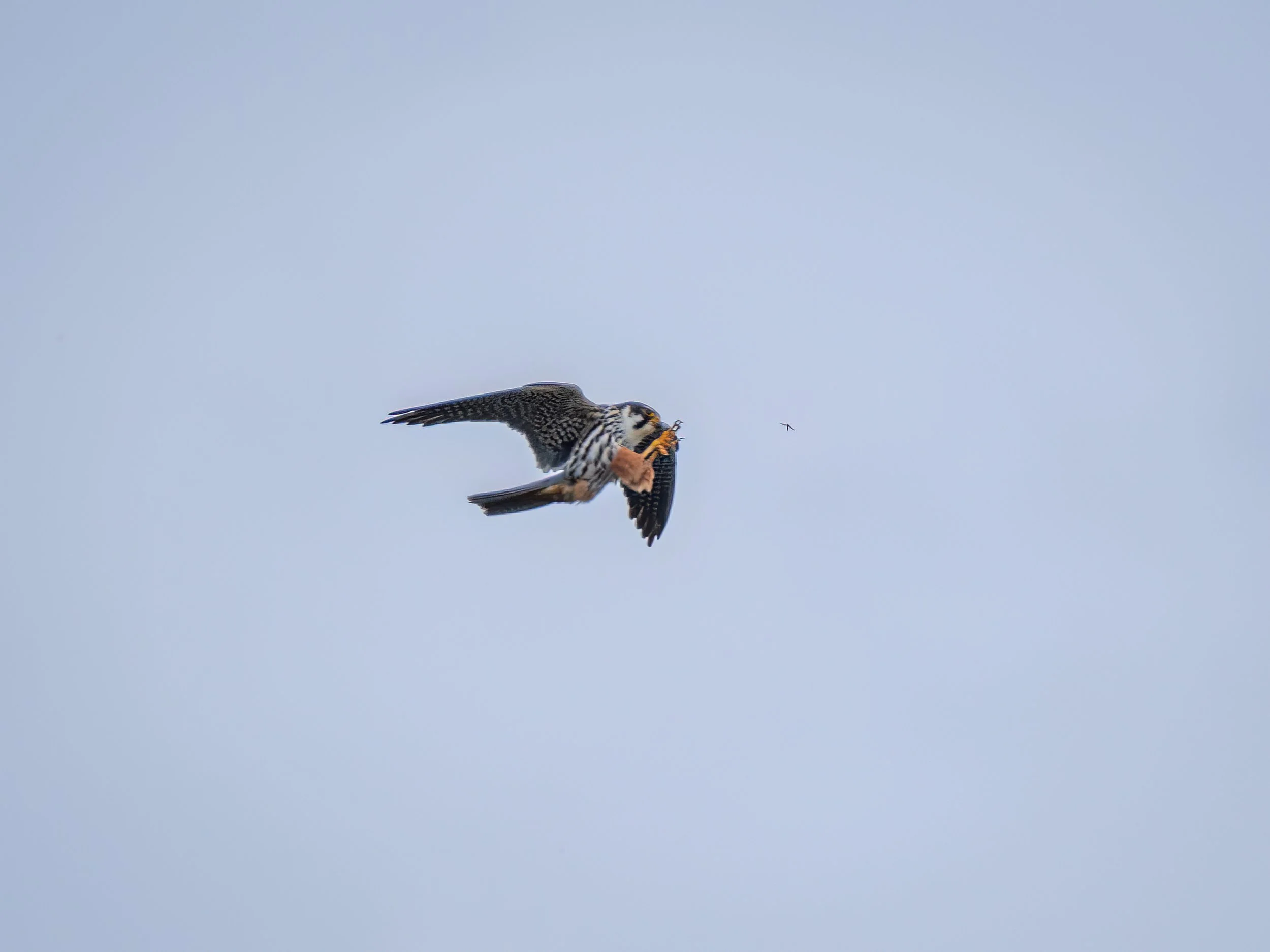 Paxton Pits, 2026/05/17