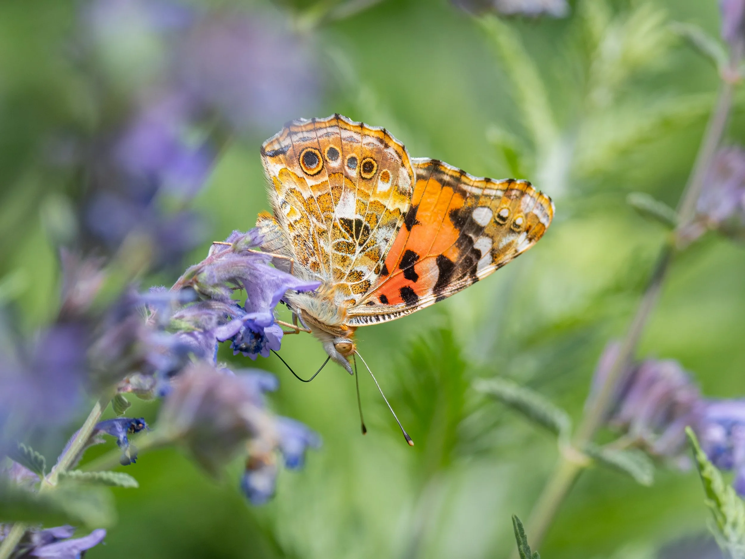 RSPB The Lodge, Sandy, 2026/05/30
