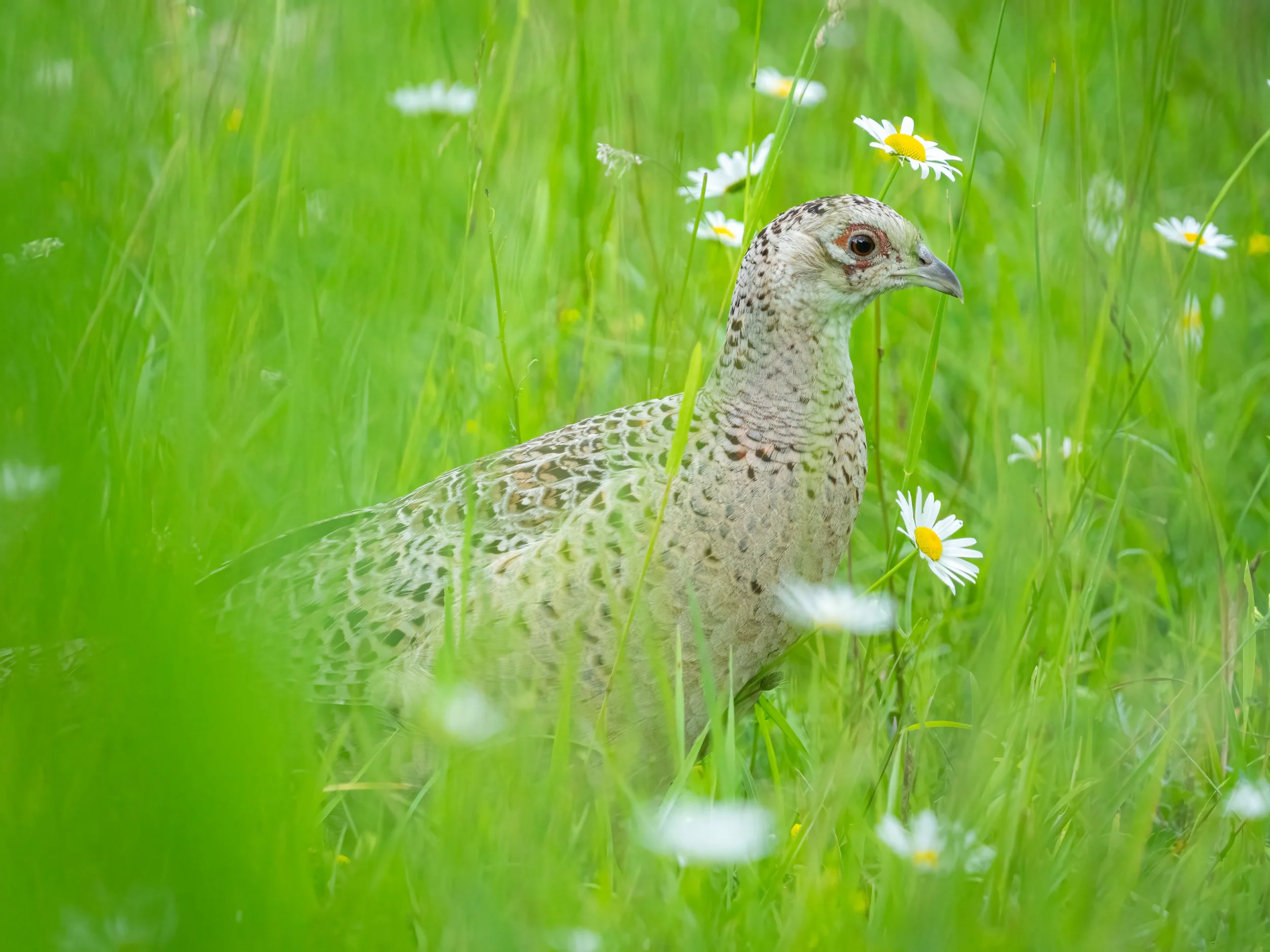 RSPB Fowlmere, 2026/06/20