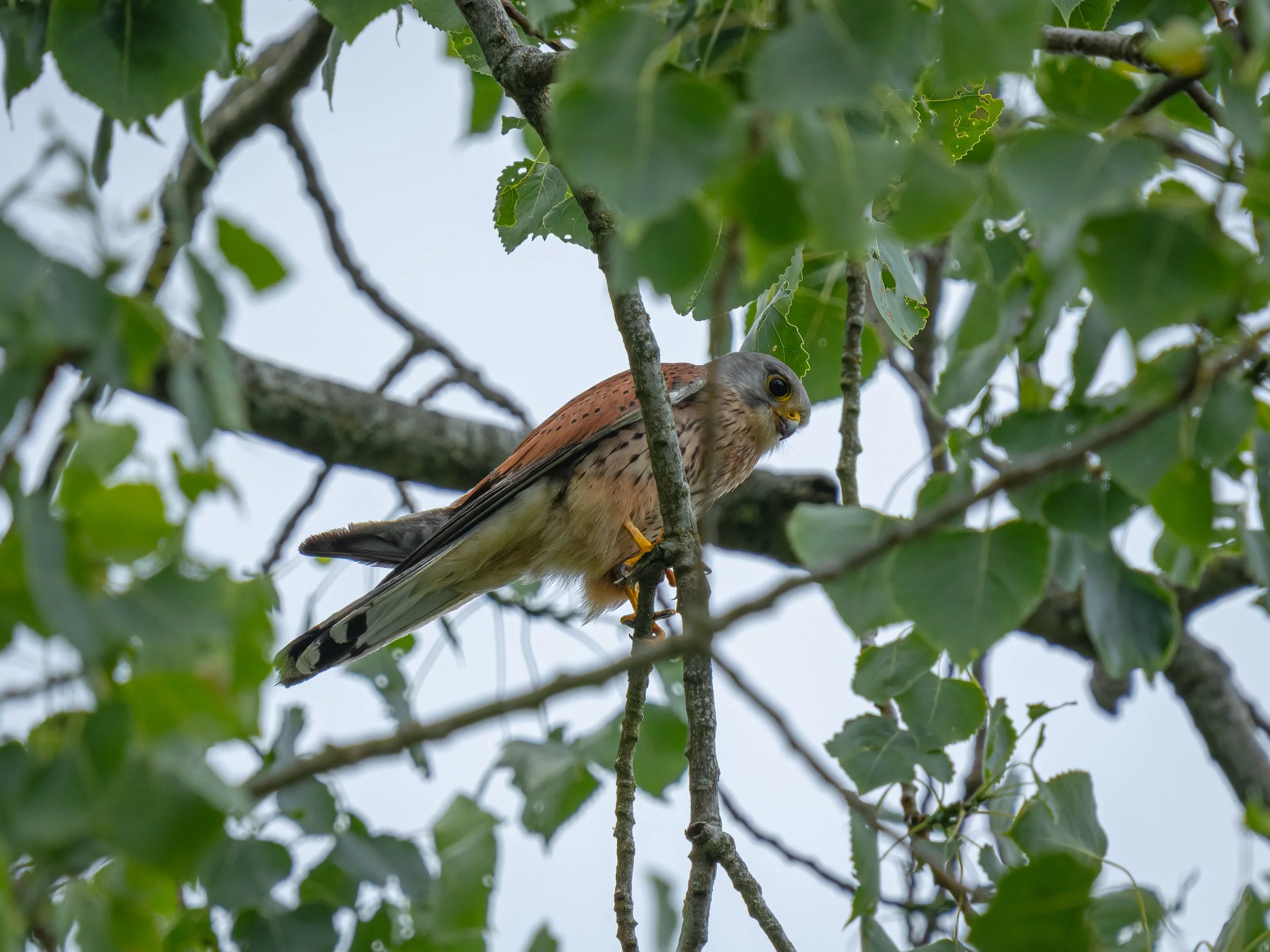 Woodwalton Fen, 2026/06/21
