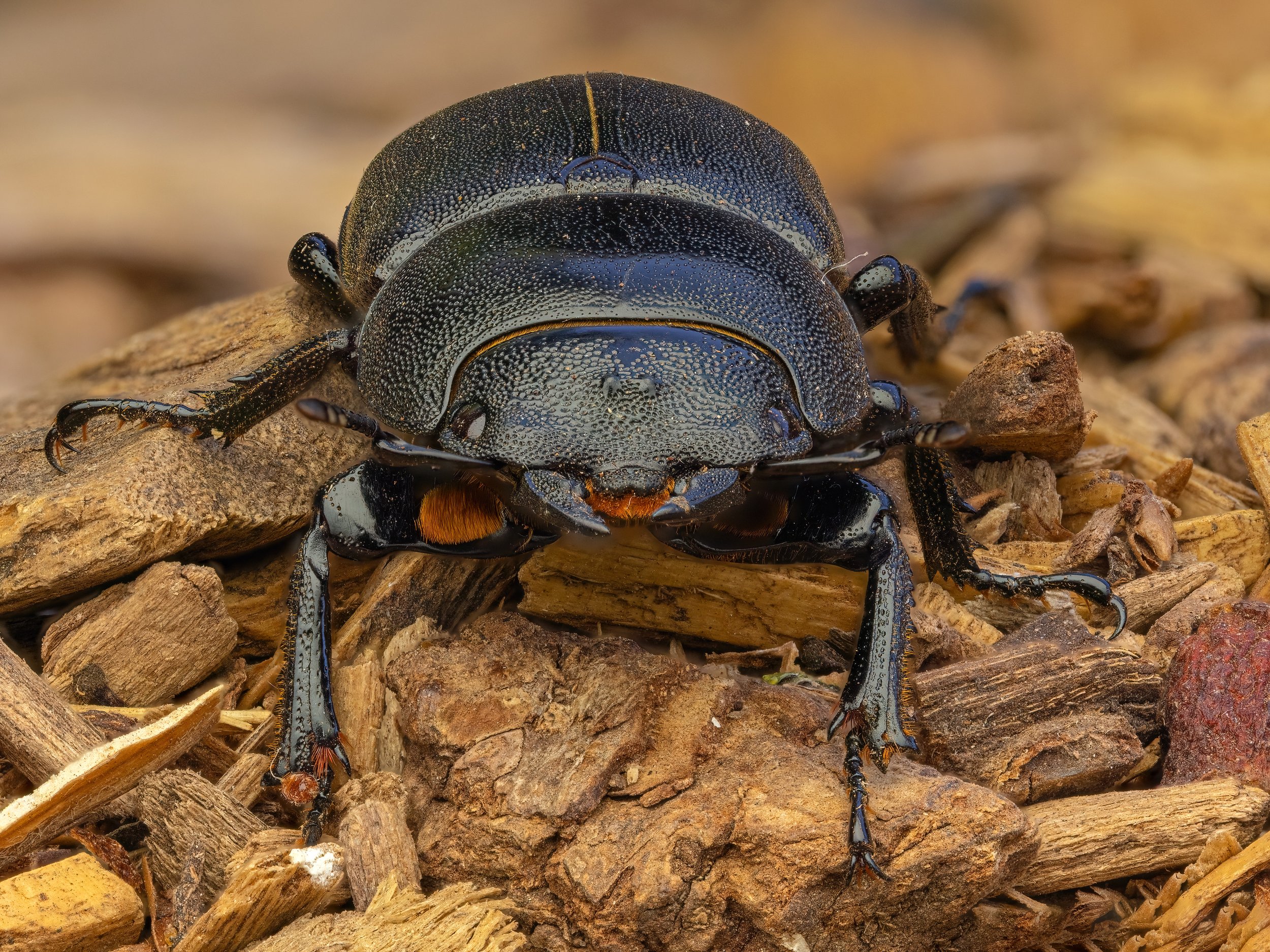 Lesser Stag Beetle, Dorcus parallelipipedus 6.jpg