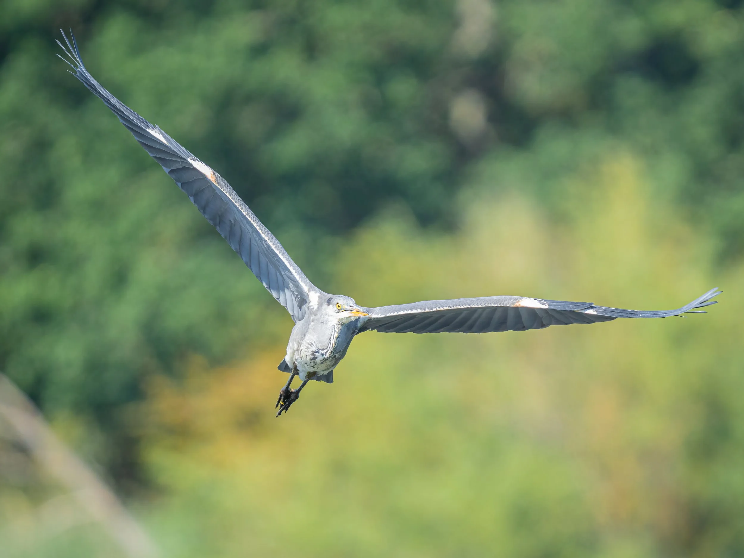 Paxton Pits, 2026/07/16
