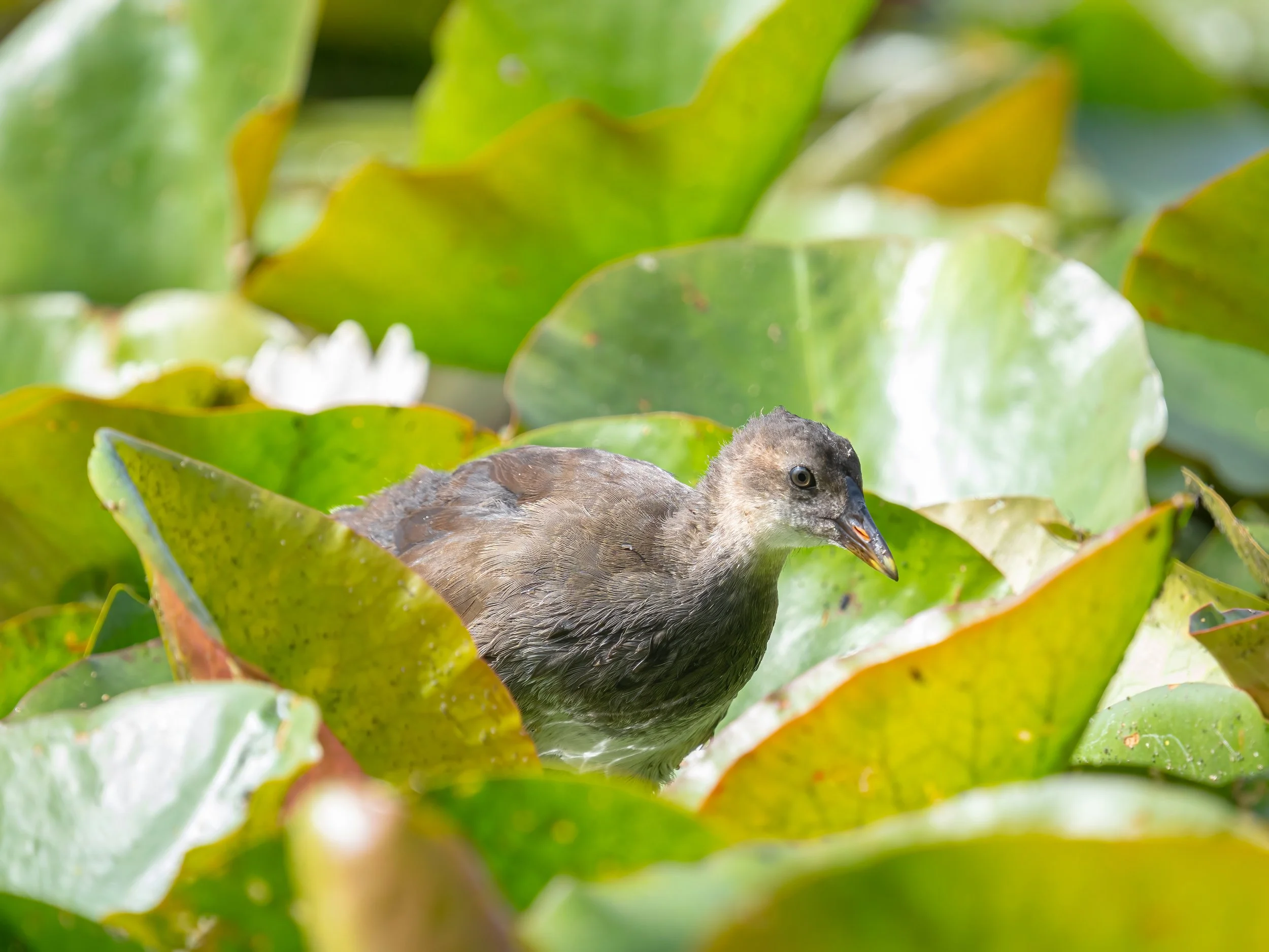 Paxton Pits, 2026/07/18