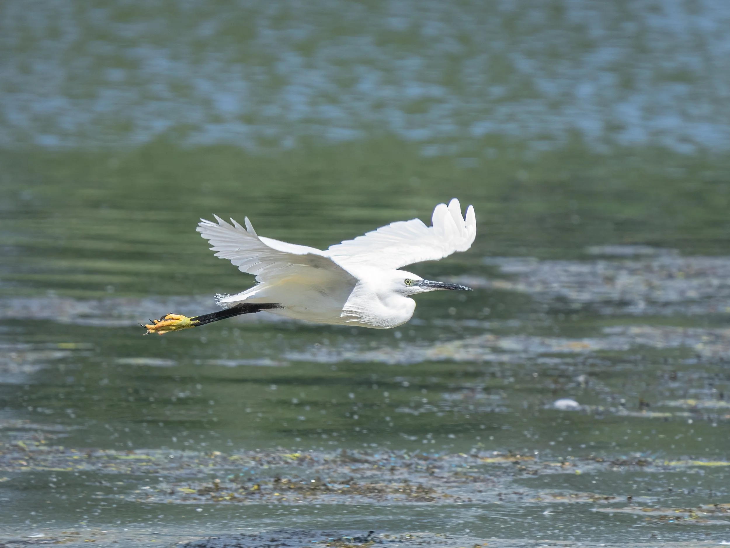 Paxton Pits, 2026/07/19