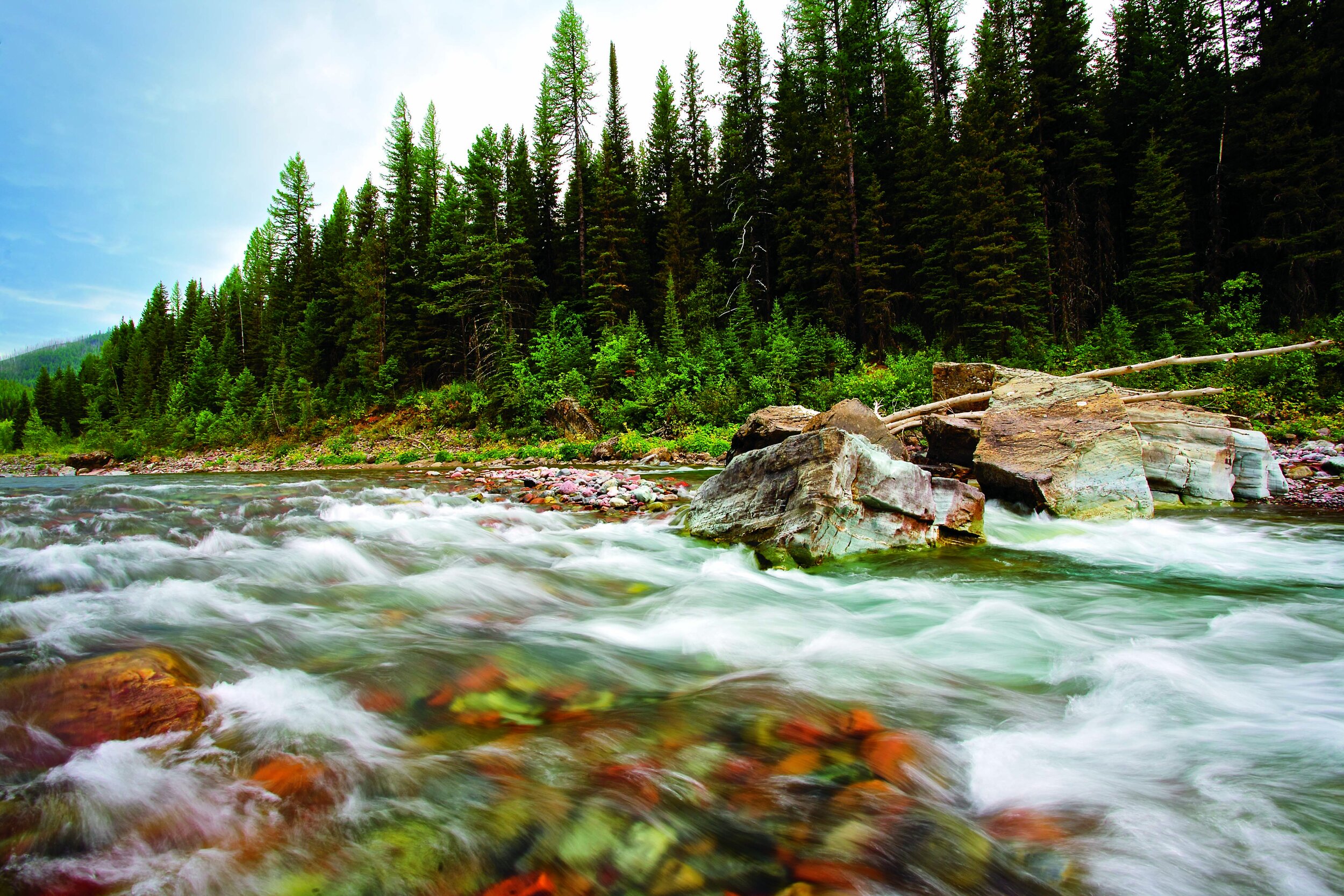 94 MT Flathead, R, M Fk, rapid, spruce forest.jpg