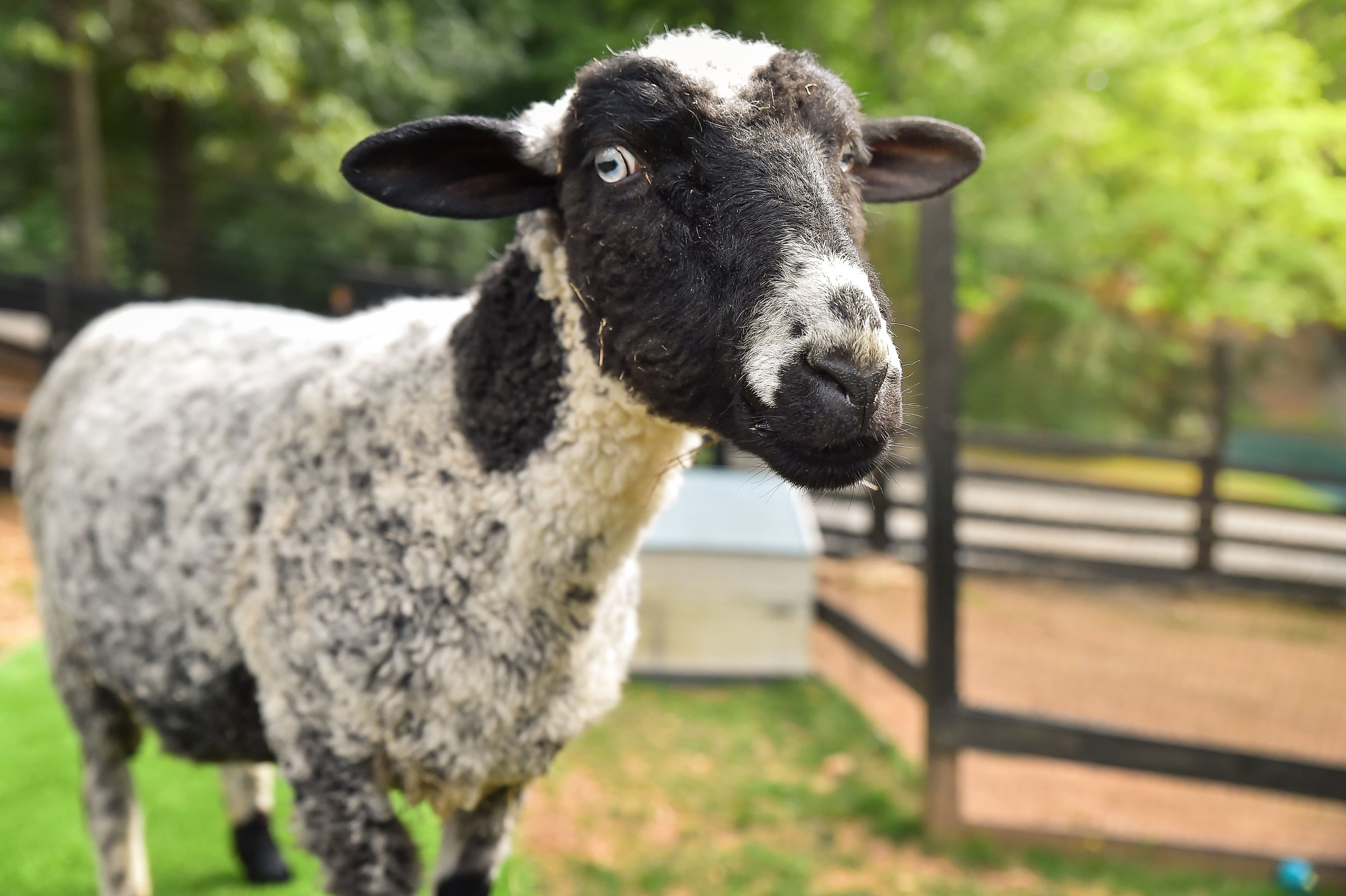 Lucy-the-Lamb-Sheep.jpg