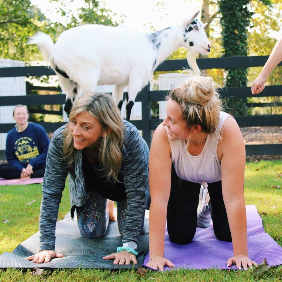 Wednesday evening yoga is a great way to find your center in the &ldquo;center&rdquo; of the week, 🧘&zwj;♂️✨ but it&rsquo;s even better when farm animals are involved! 🐐🐖🐓 We&rsquo;ve teamed up with @livablebuckhead to bring some baaa-lance to Bu