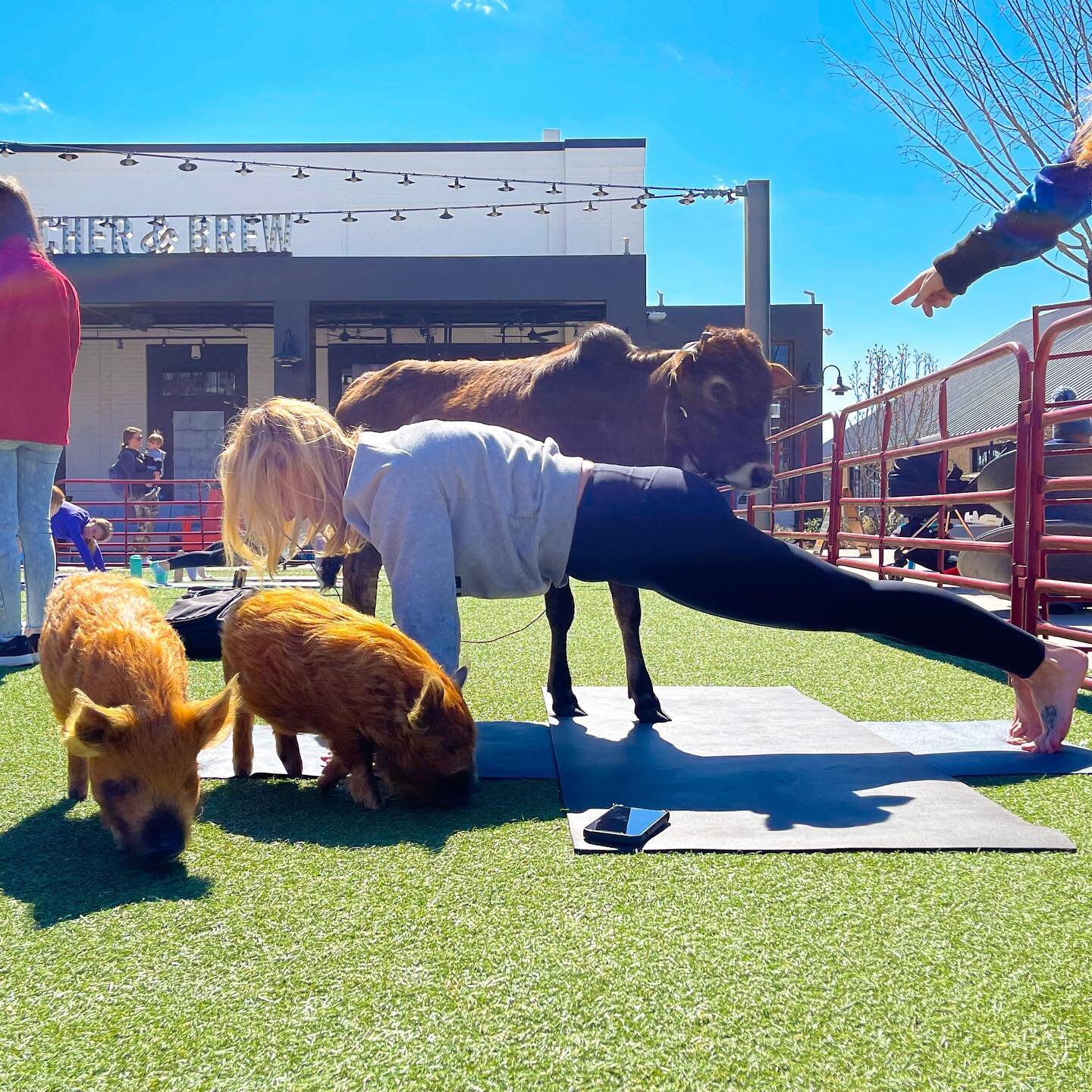 Hear that? It&rsquo;s your farm-alarm! 🐷🚨 Next Saturday, August 6th we&rsquo;ll be back at @visithalcyon for Farm Animal Yoga on the Green! 🧘&zwj;♀️ Sessions take place at 9:00 and 10:00 am, and tickets won&rsquo;t last long! Pick a time and regis