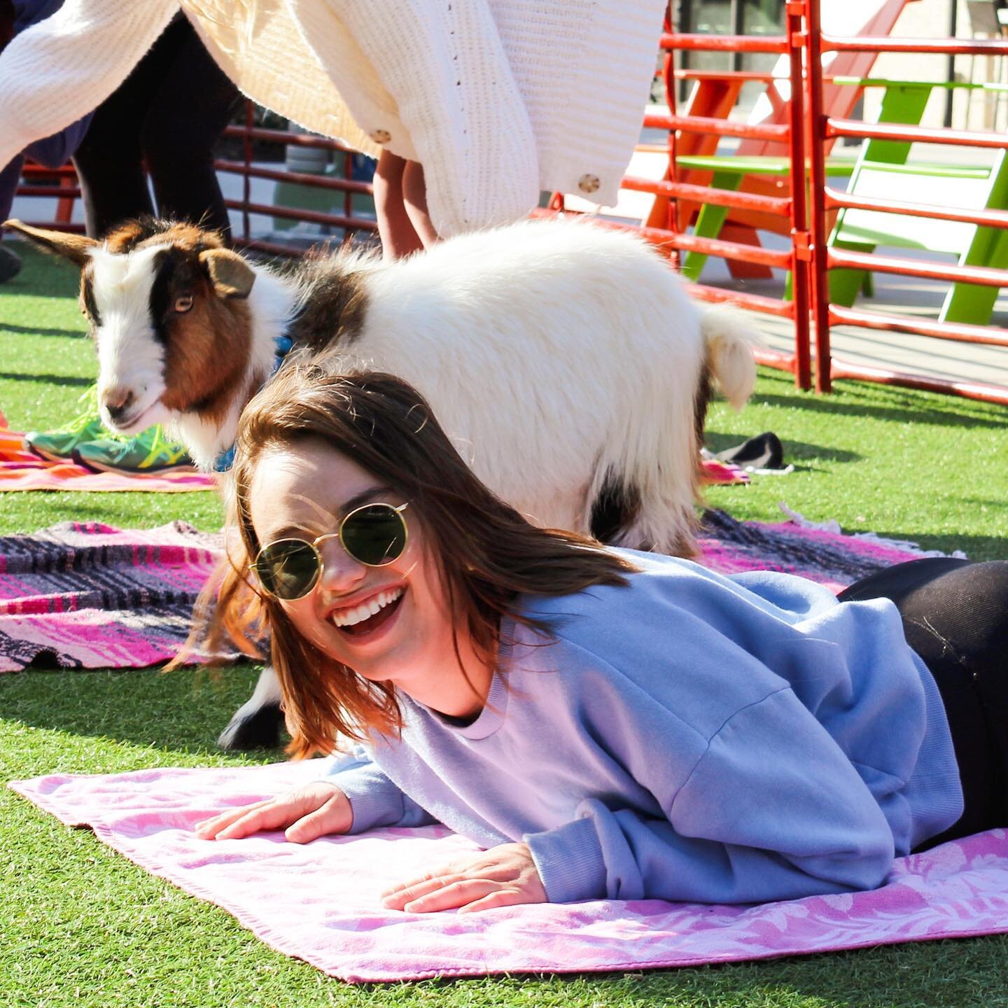 The grass really IS greener&hellip; 😆 this Saturday on the Green @visithalcyon, that is! 📣🌱

Grab your last-minute tickets for #FarmAnimalYoga at either 9:00 or 10:00 am ✨ and get ready to giggle your tail off! 🐐🧘&zwj;♀️🦙 Enjoy laid-back yoga s