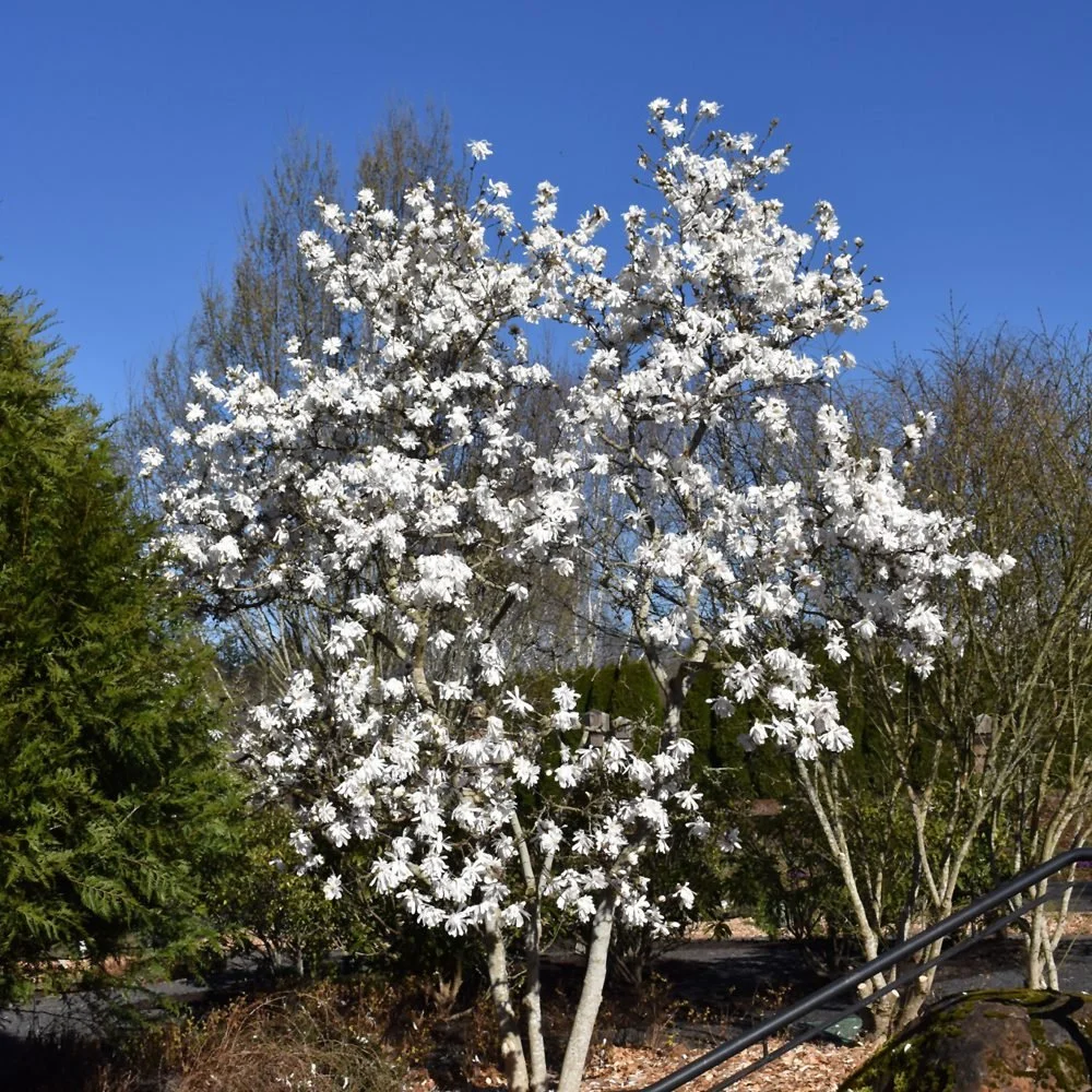 スキー magnolia Royal Star Magnolia — Canada Green Nursery and Garden Center