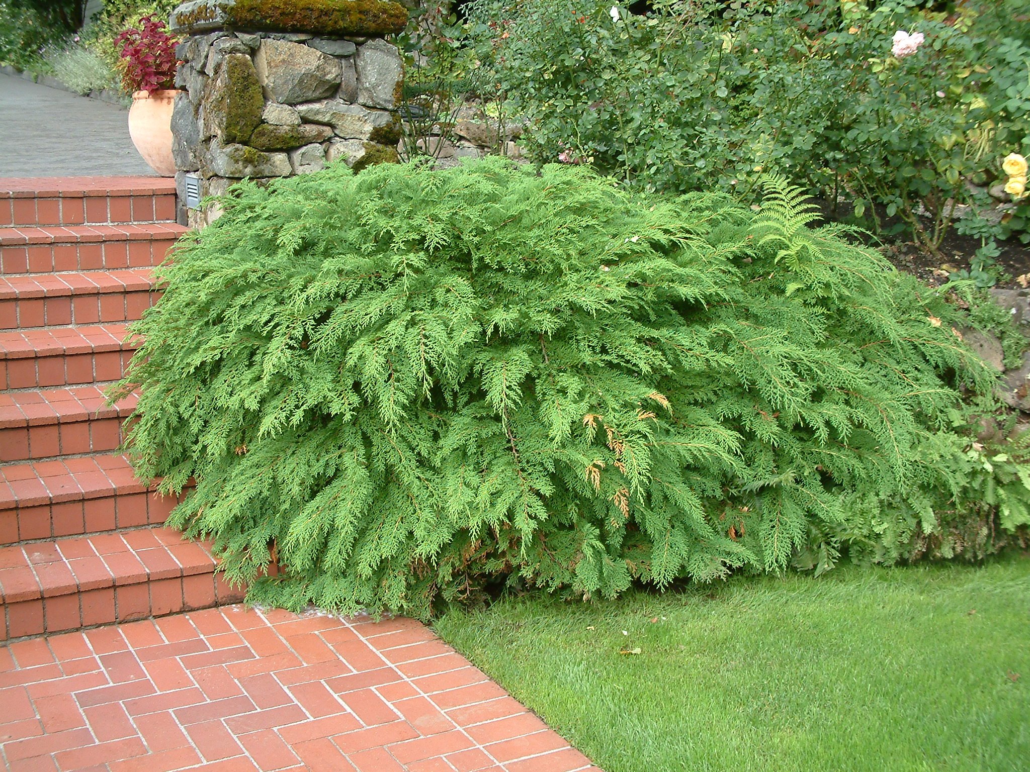 Siberian Carpet Cypress