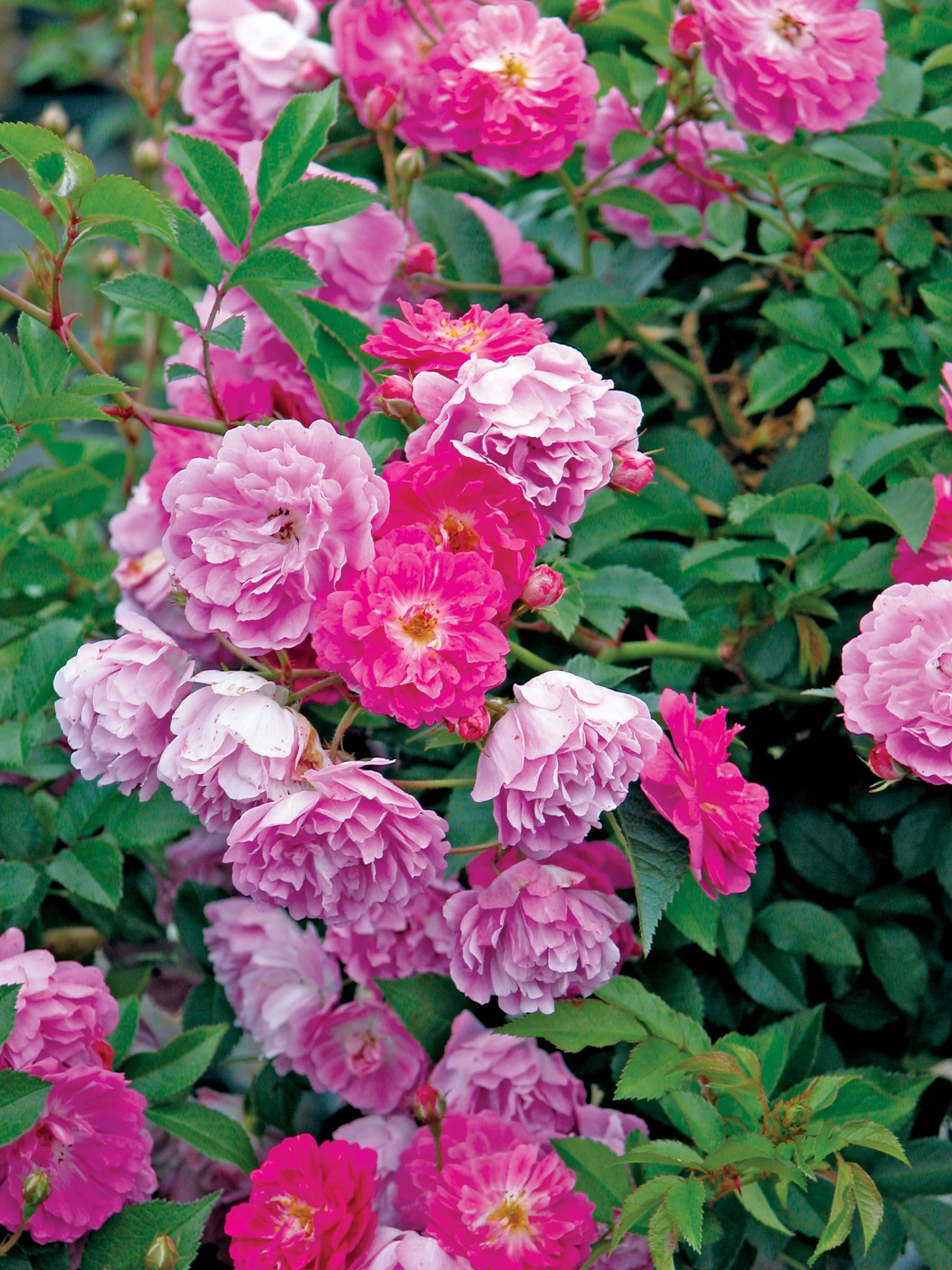 Abbotsford Tree Rose