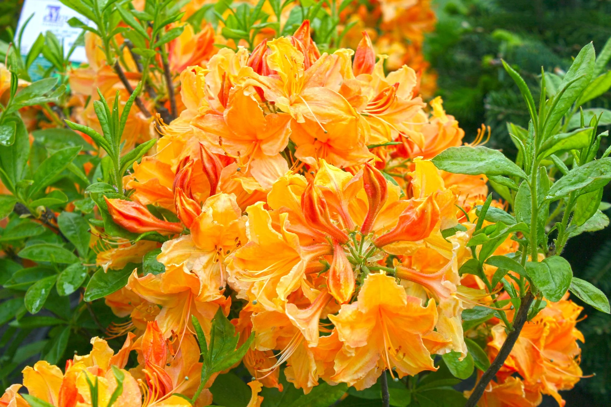 Golden Lights Azalea