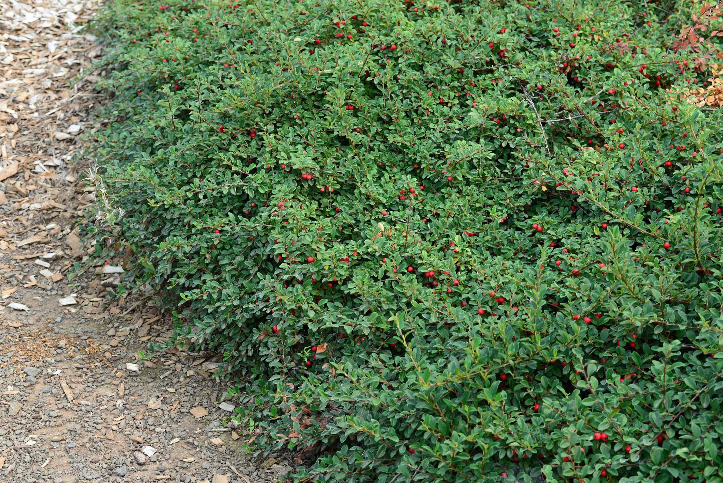 Coral Beauty Cotoneaster